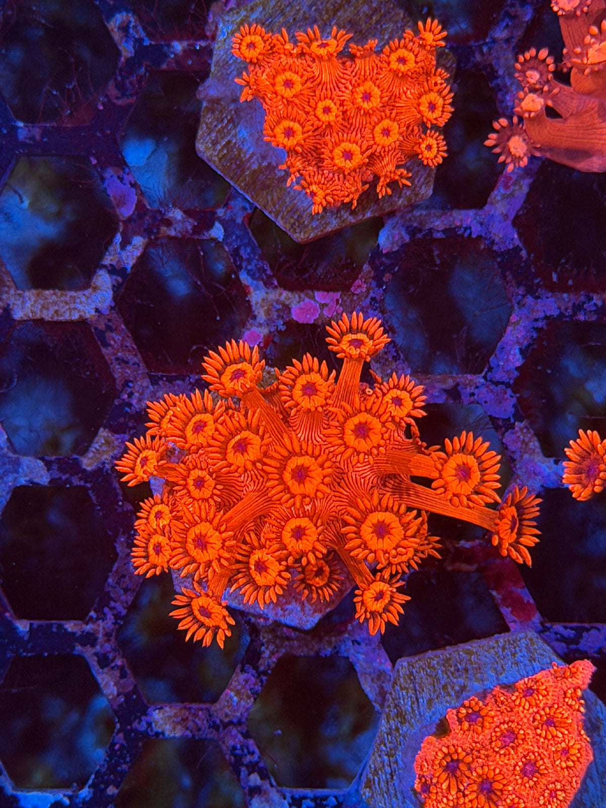 JEA Red Frenzy Goniopora Coral 9/27