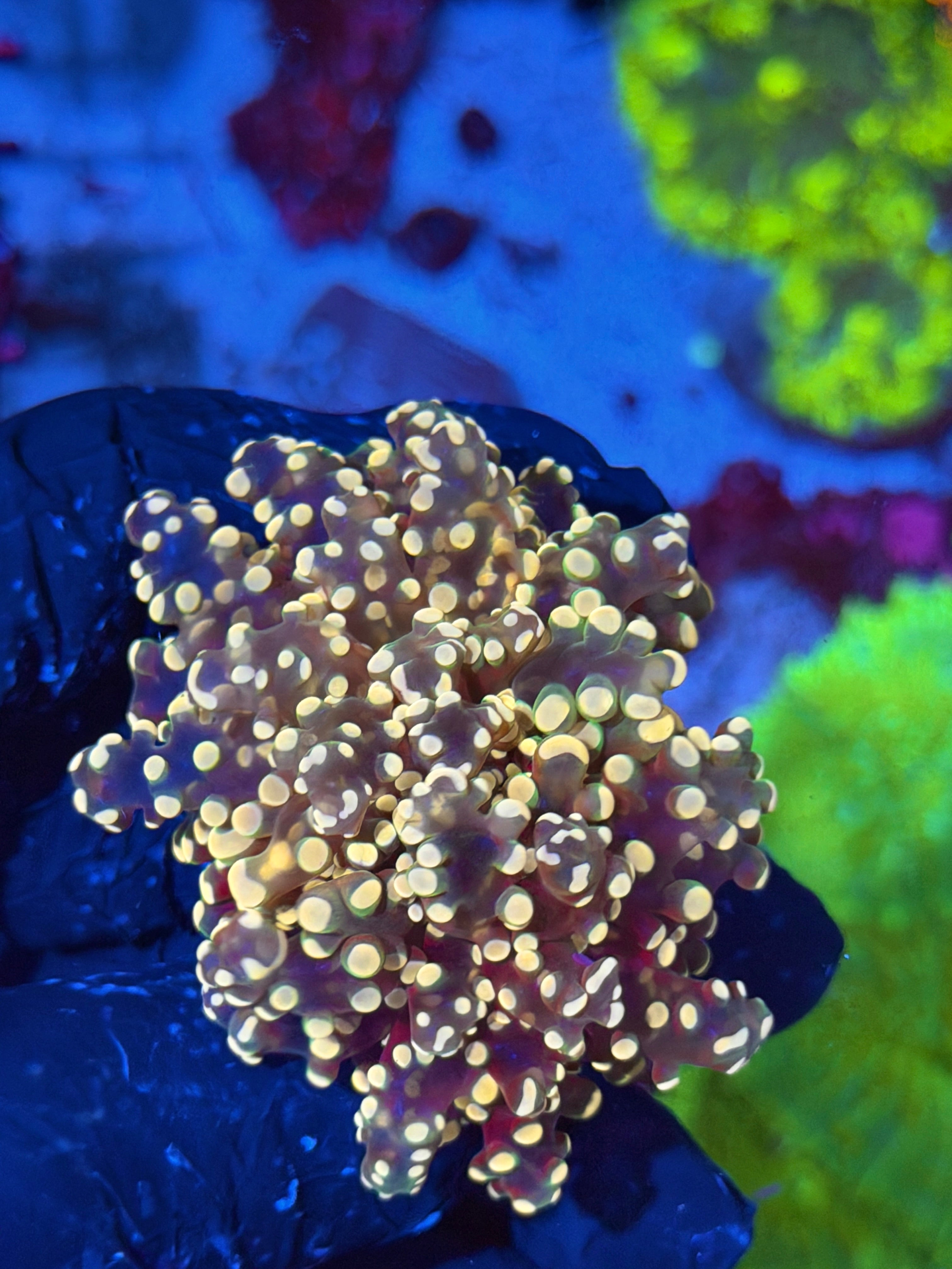 JEA Princess Peach Frogspawn Coral 1 XXl Head Splitting
