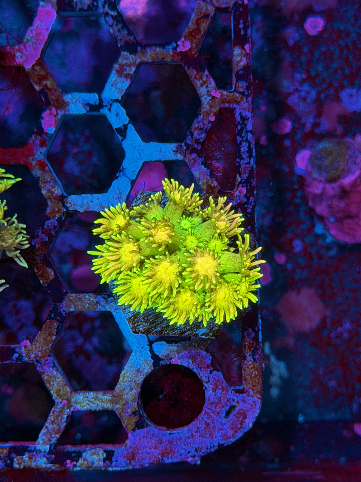 JEA SpongeBob Goniopora Coral 10/24