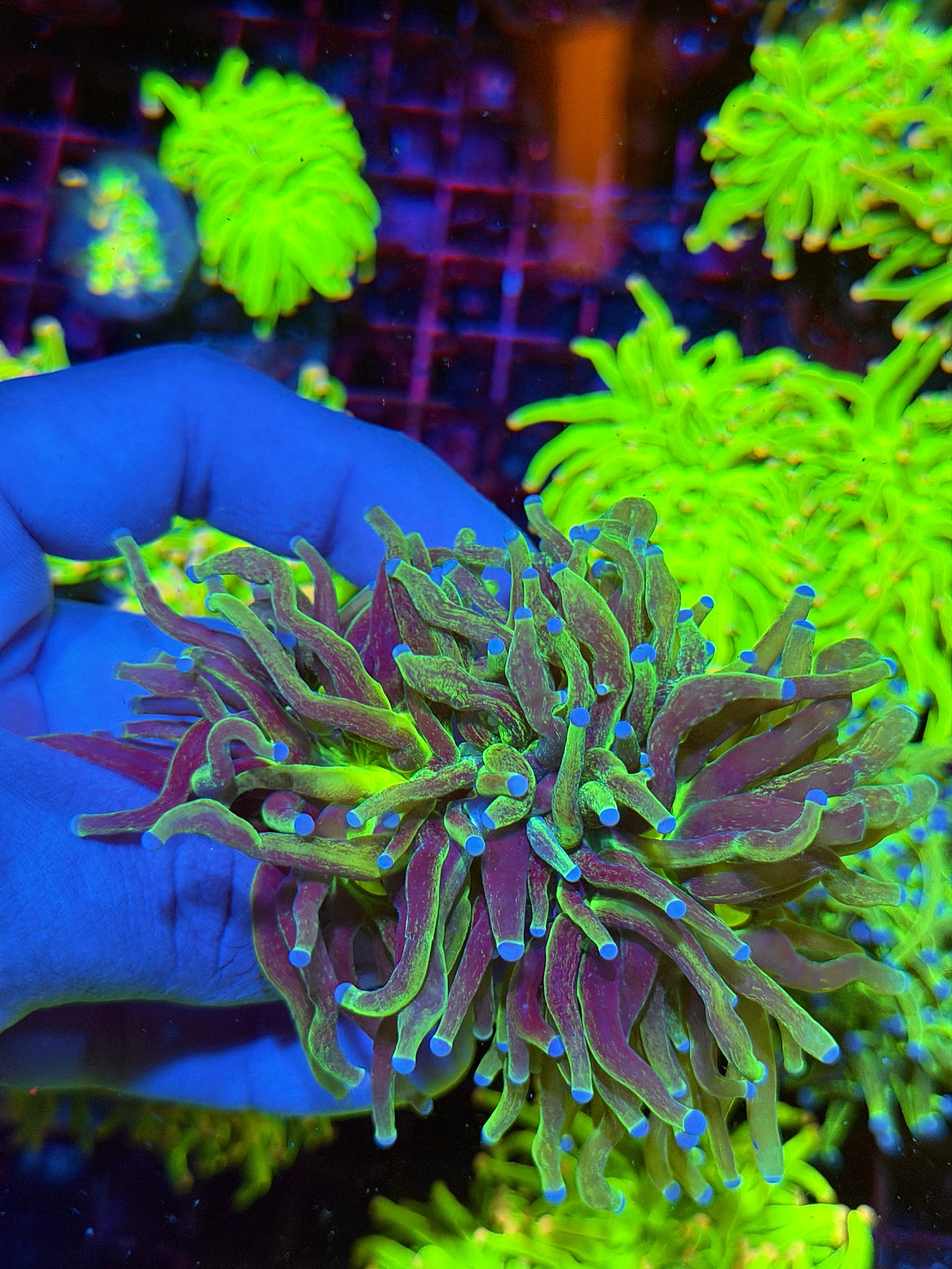 JEA Grafted Holy Grail Torch Coral 2 Heads Splitting to 3 XXL