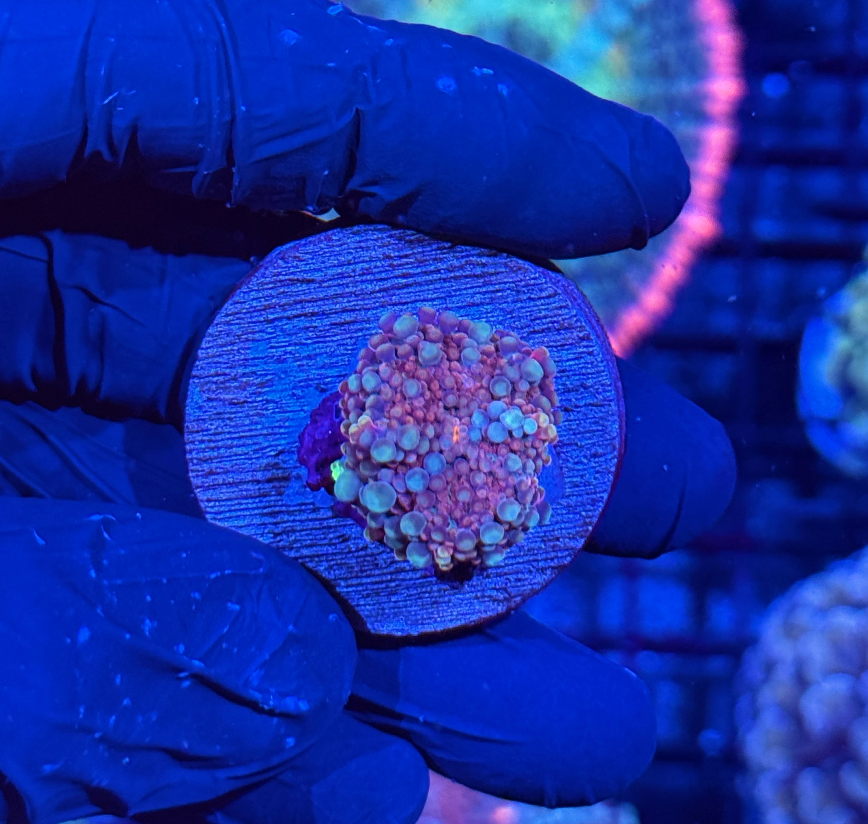 JEA Cotton Candy Yuma Mushroom Coral 7/2