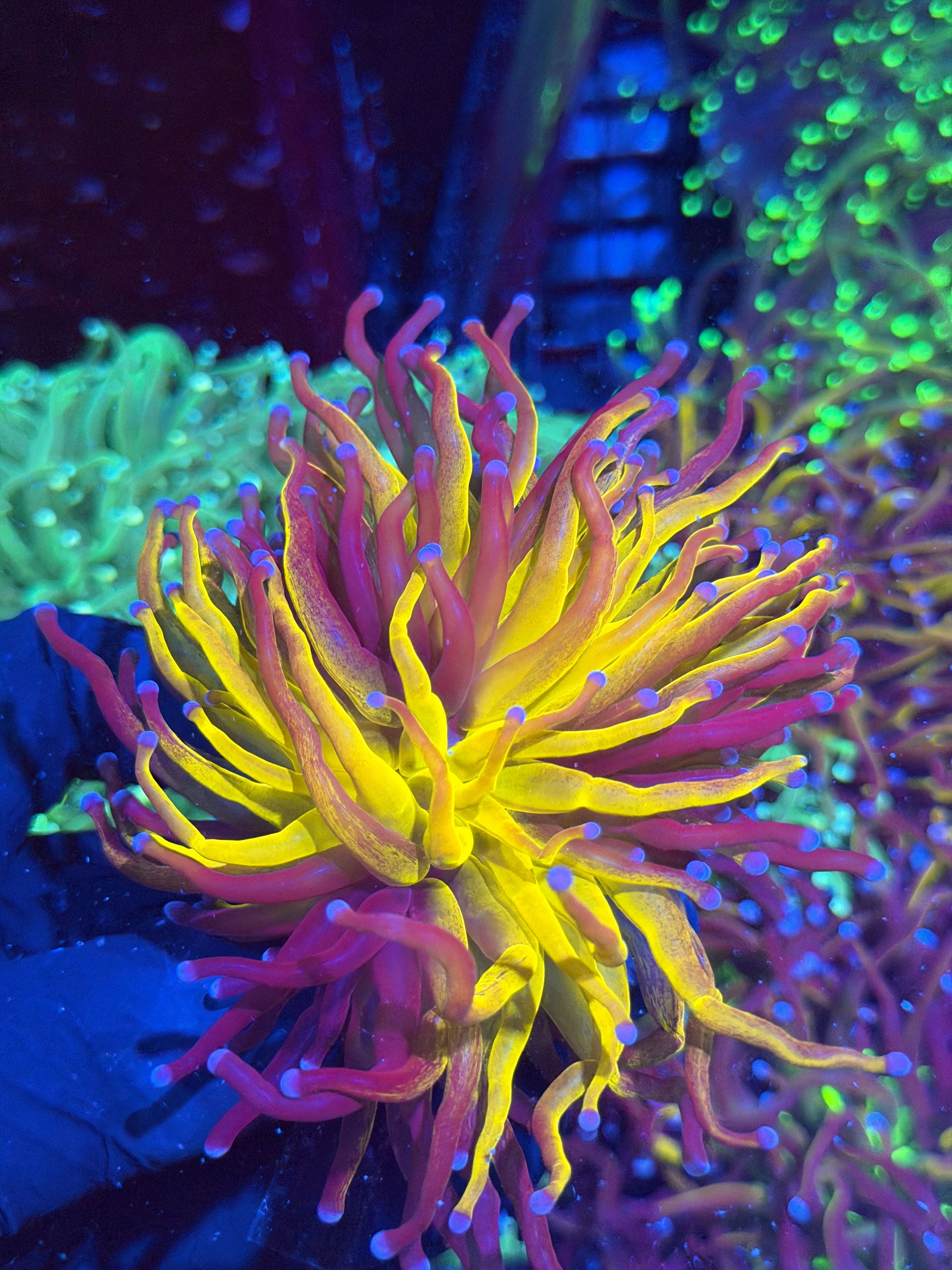 JEA Grafted Orange Tiger Fat Stalk Splitting XXL Bright