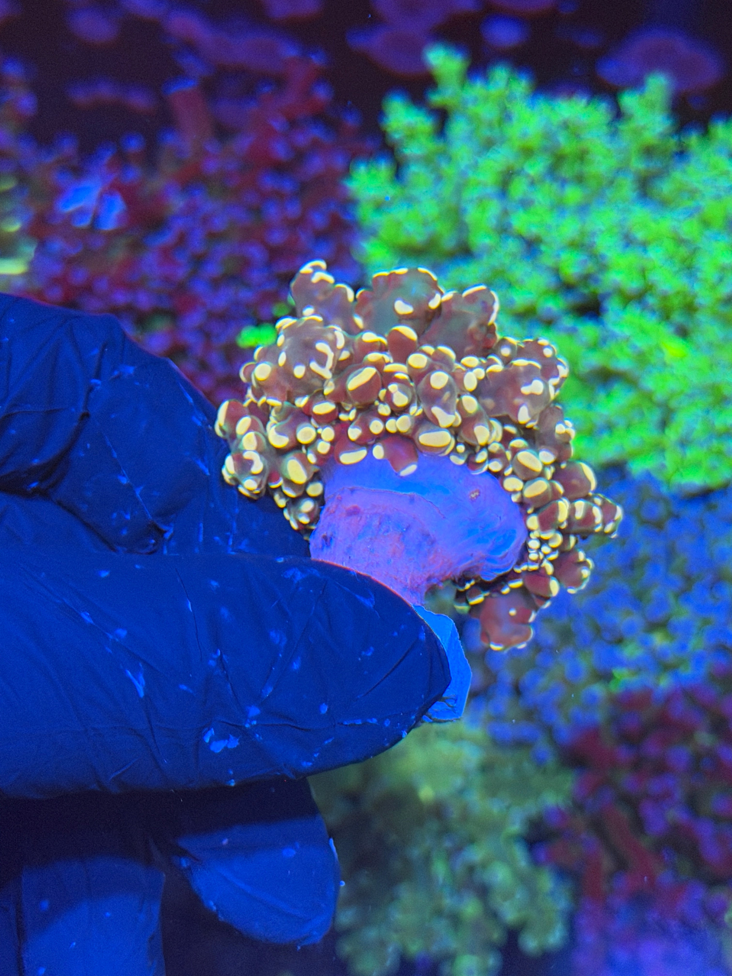 JEA Princess Peach Frogspawn Coral 1 XL Head Splitting 6/3