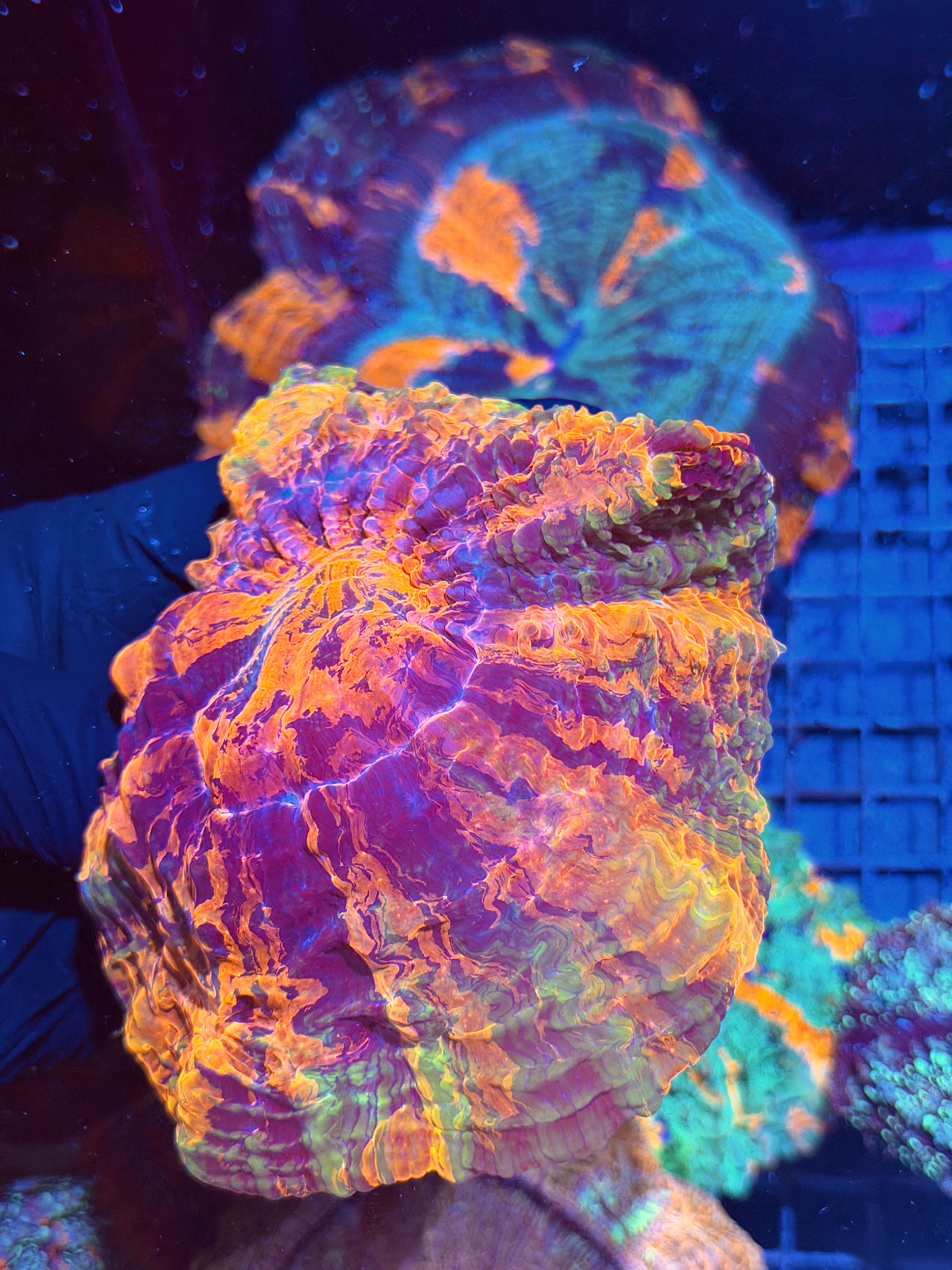 Insane Red Striped Acanthophyllia Meat Coral XXL