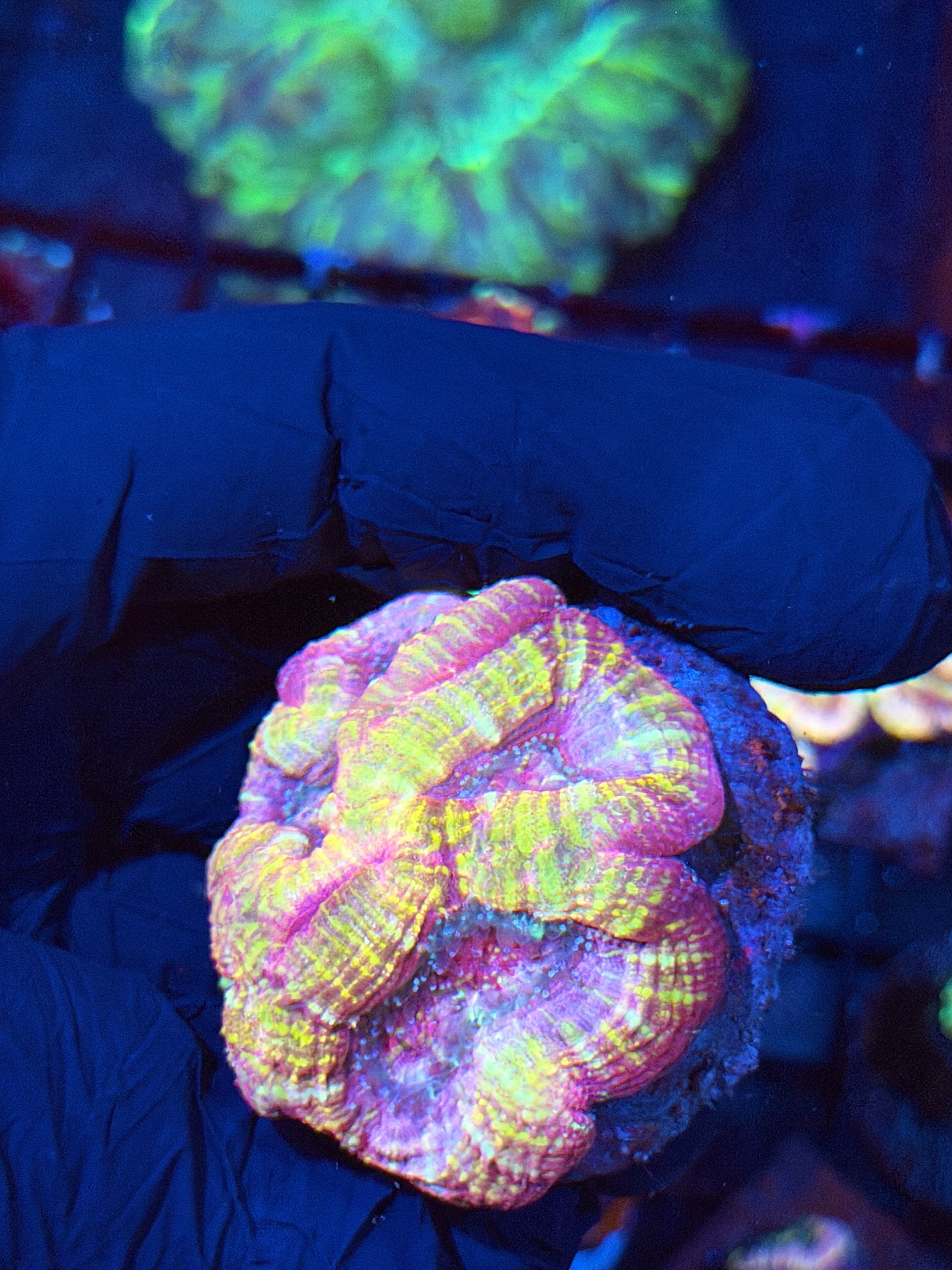 JEA Pink Cosmos Bowerbanki Coral Mini Colony