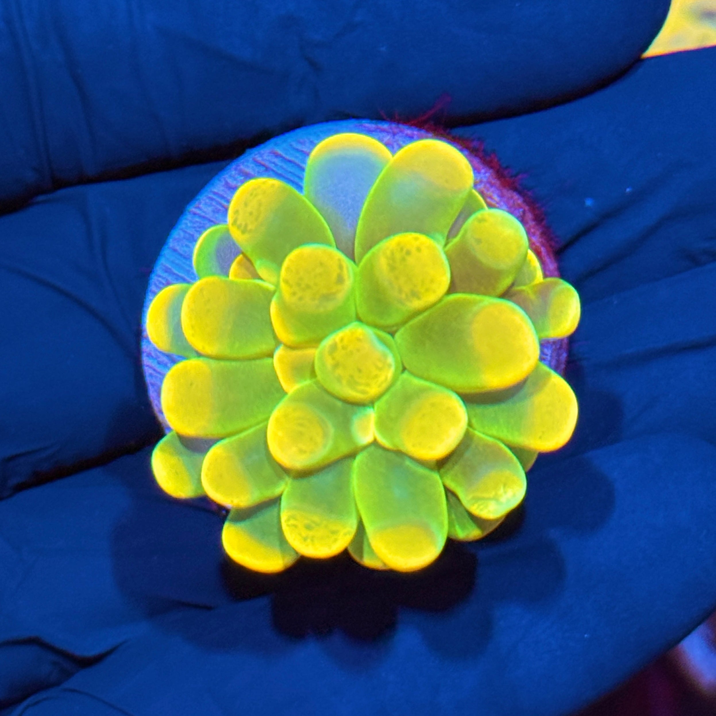 JEA Holy Grail Hammer Coral Insanely Bright AQUACULTURED