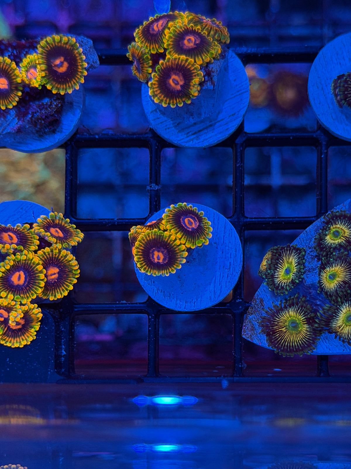 JEA Jedi Mind Tricks Zoanthid Coral 4 Polyps 9/22