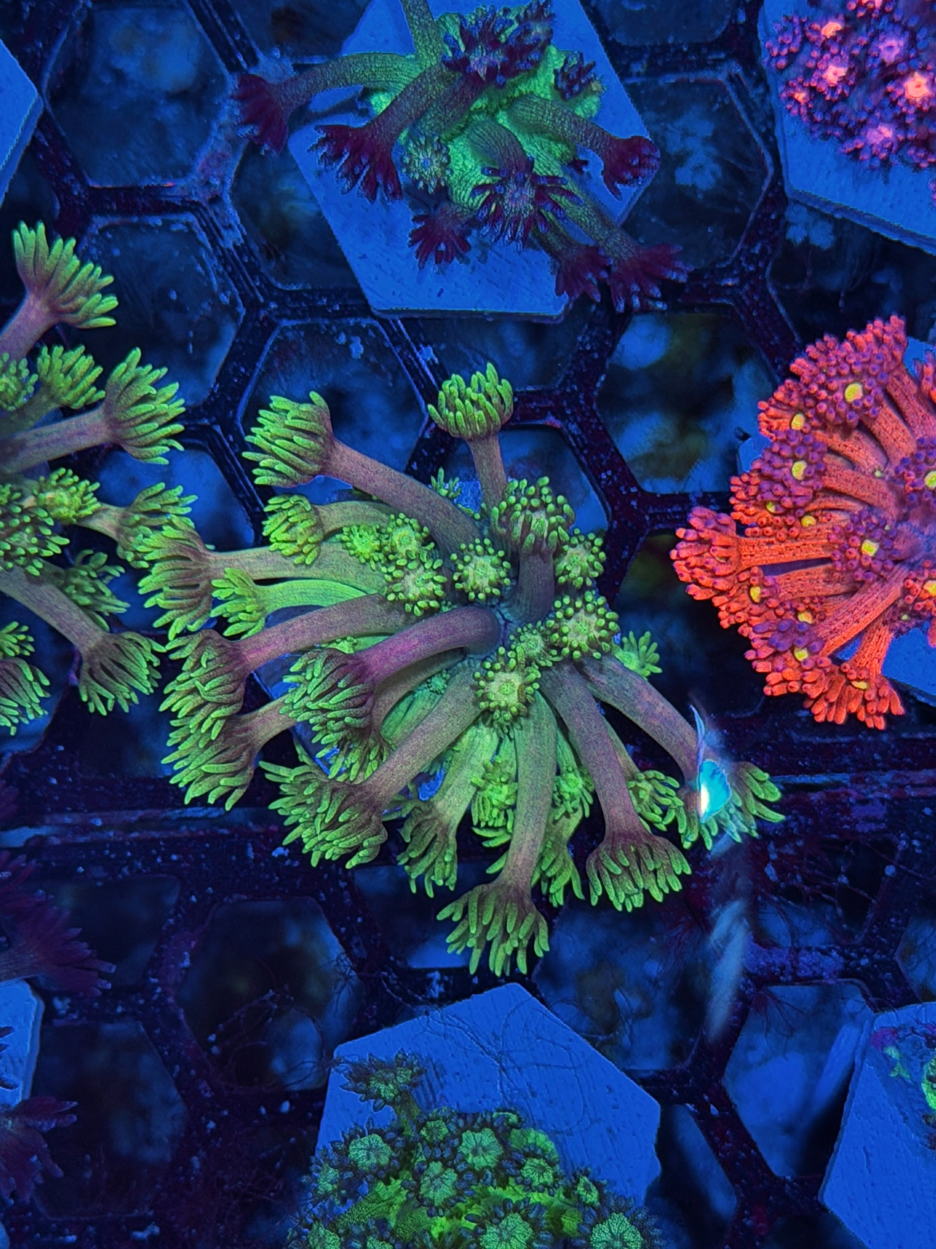JEA Cosmic Rainbow Goniopora Coral