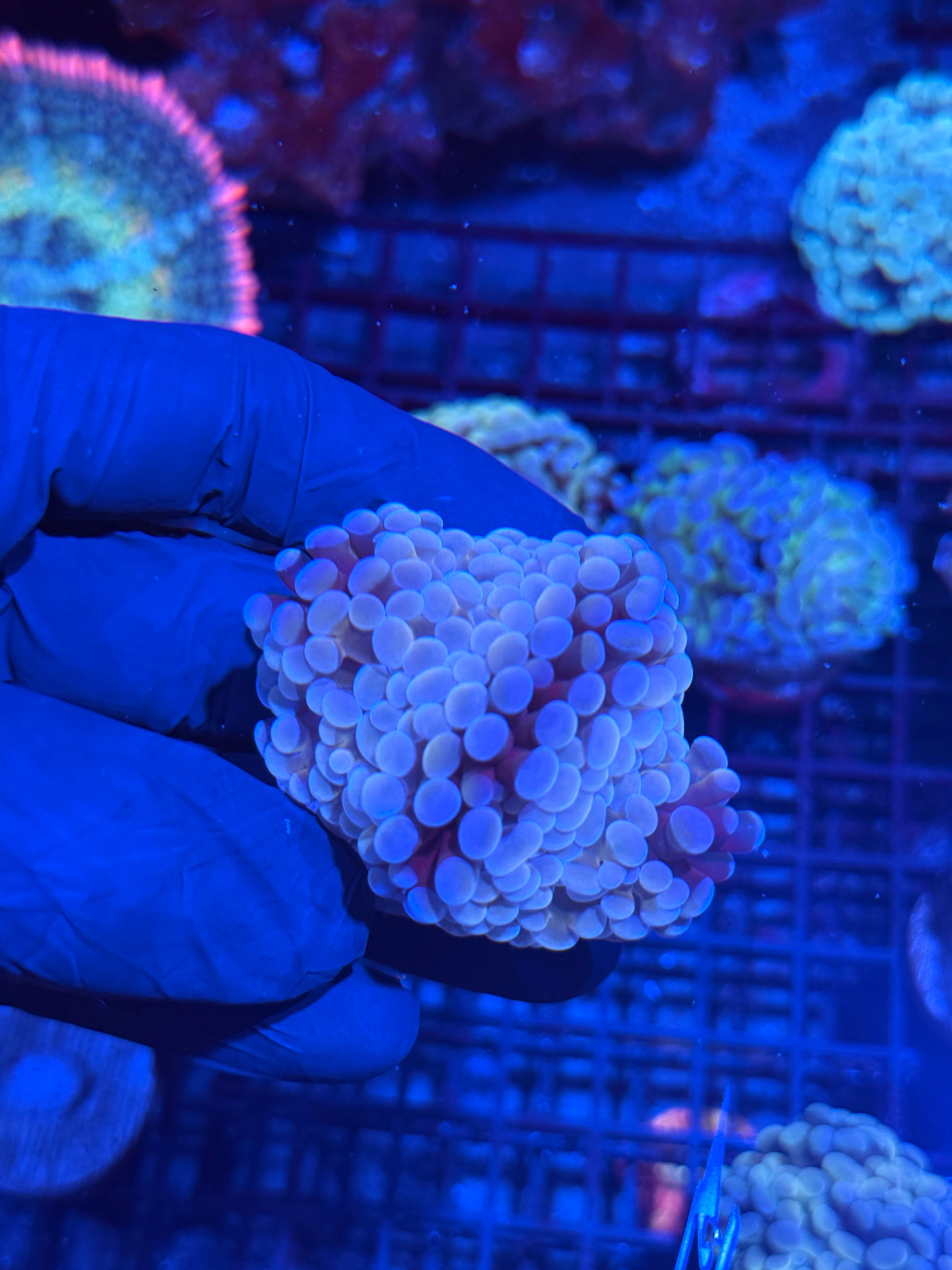 JEA Bubble Blaster Hammer Coral XL 2 Heads