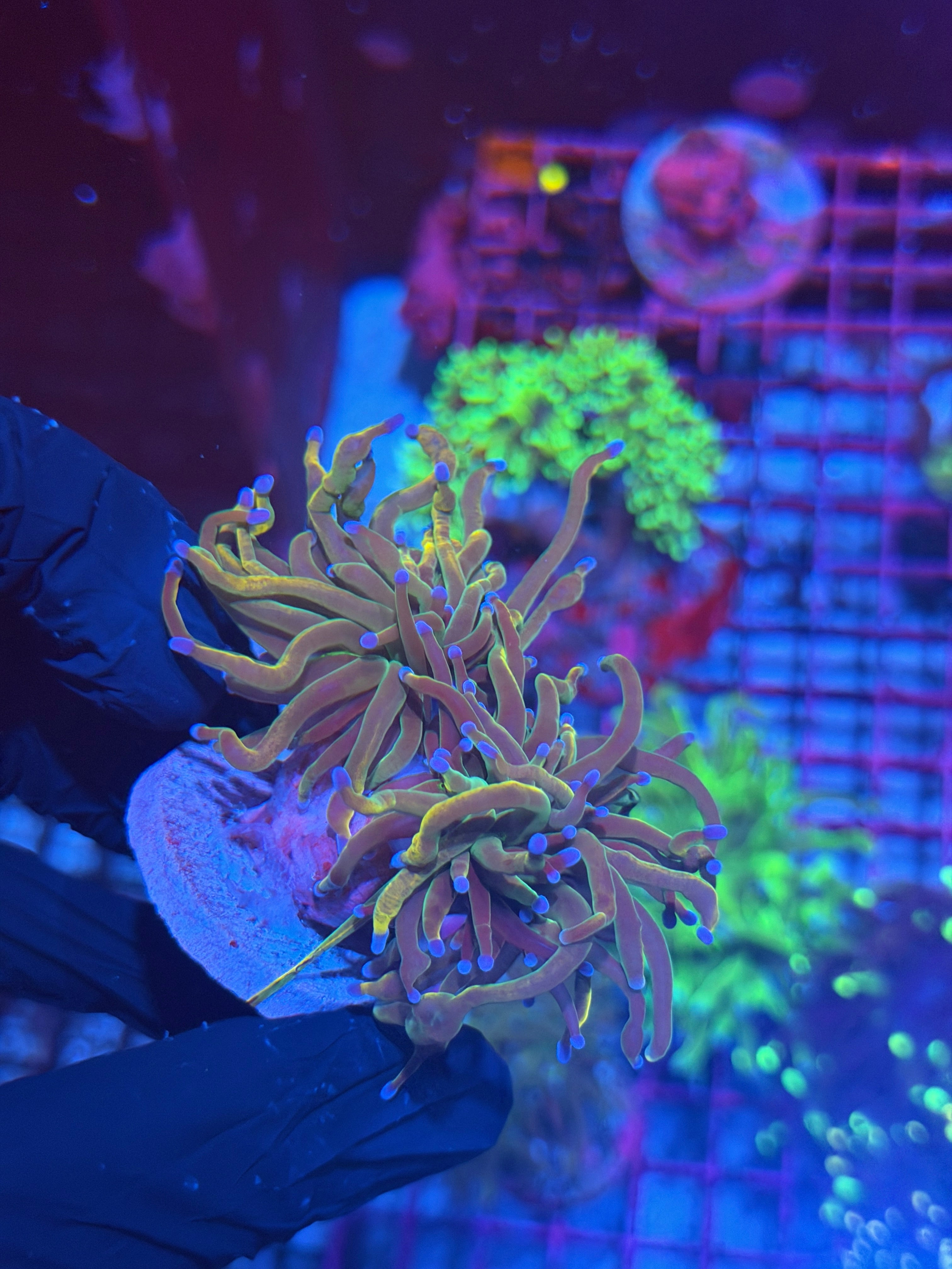 JEA Dragon Tamer Torch Coral 2 Heads 8/6