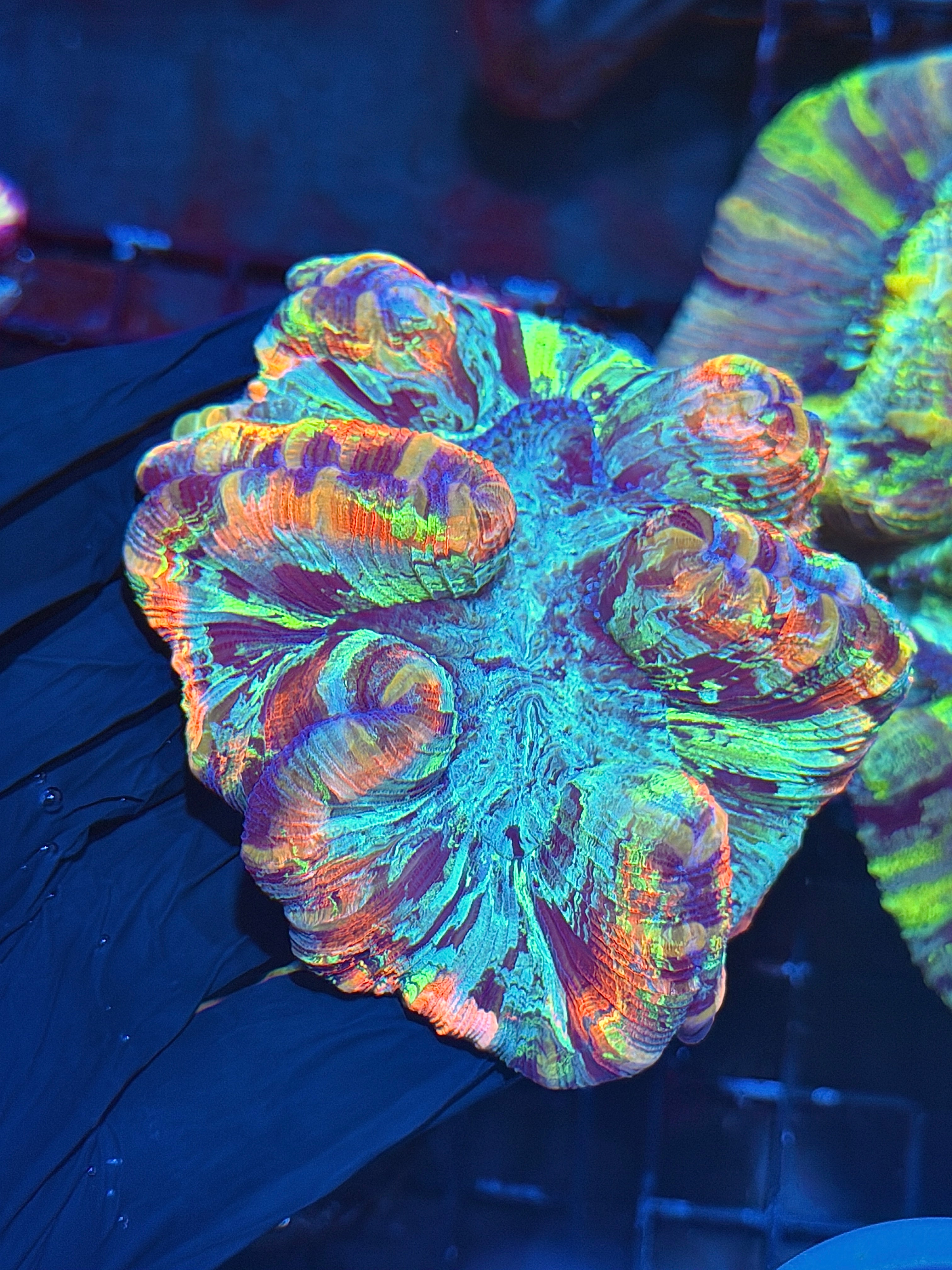 Insane Rainbow Trachyphyllia Meat Coral 7+ Colors Show Piece