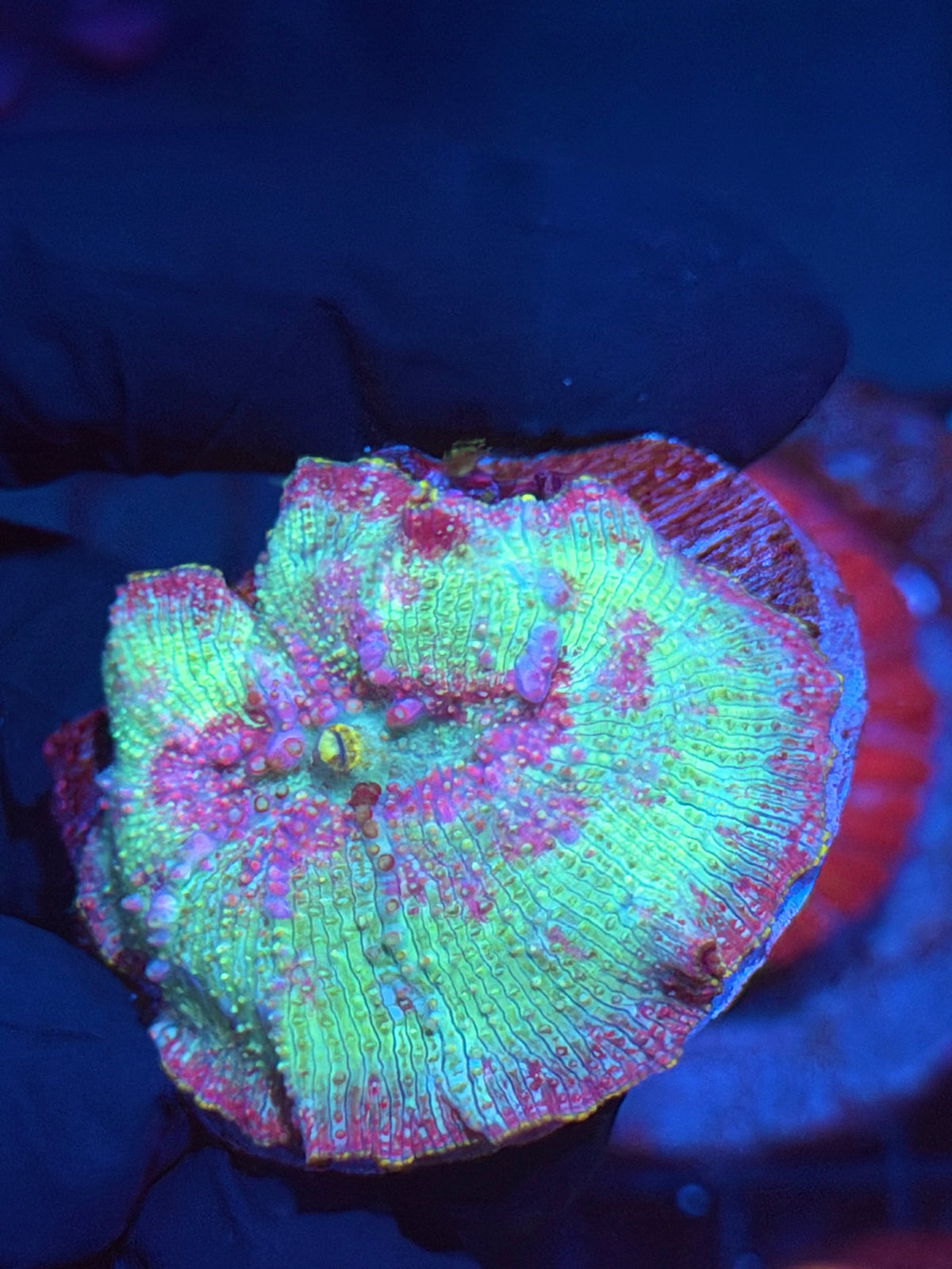 JEA Rainbow Jawbreaker Mushroom coral XXL 9/28