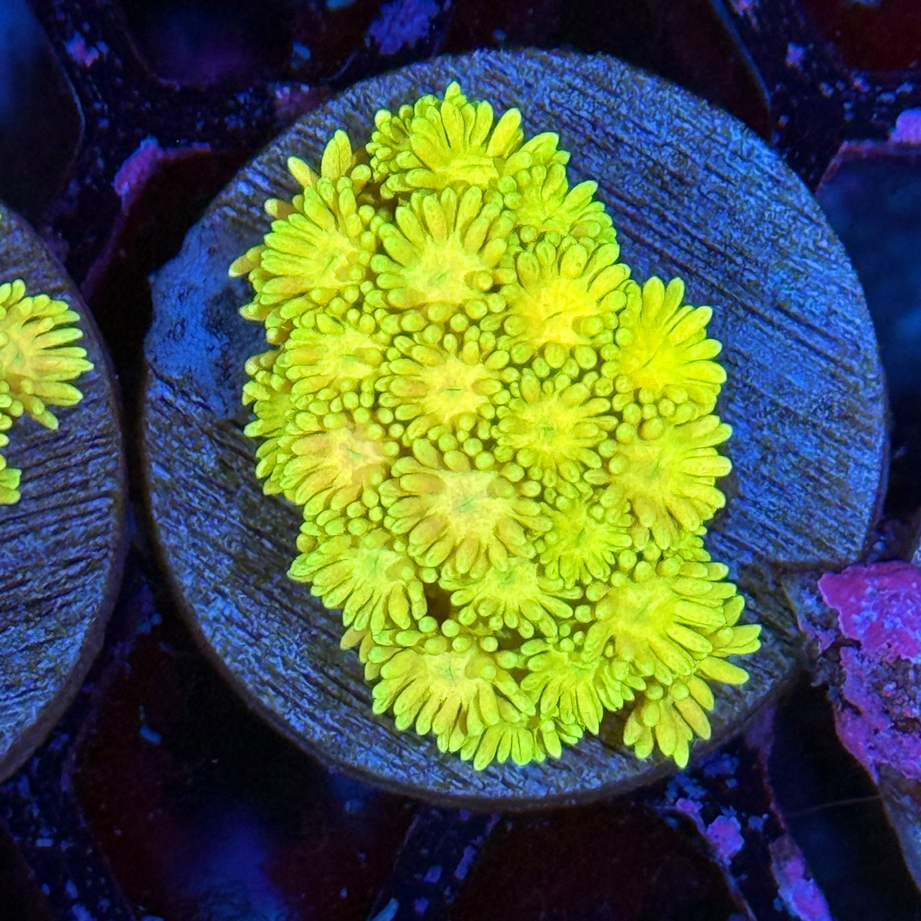 JEA Mellow Yellow Goniopora Coral