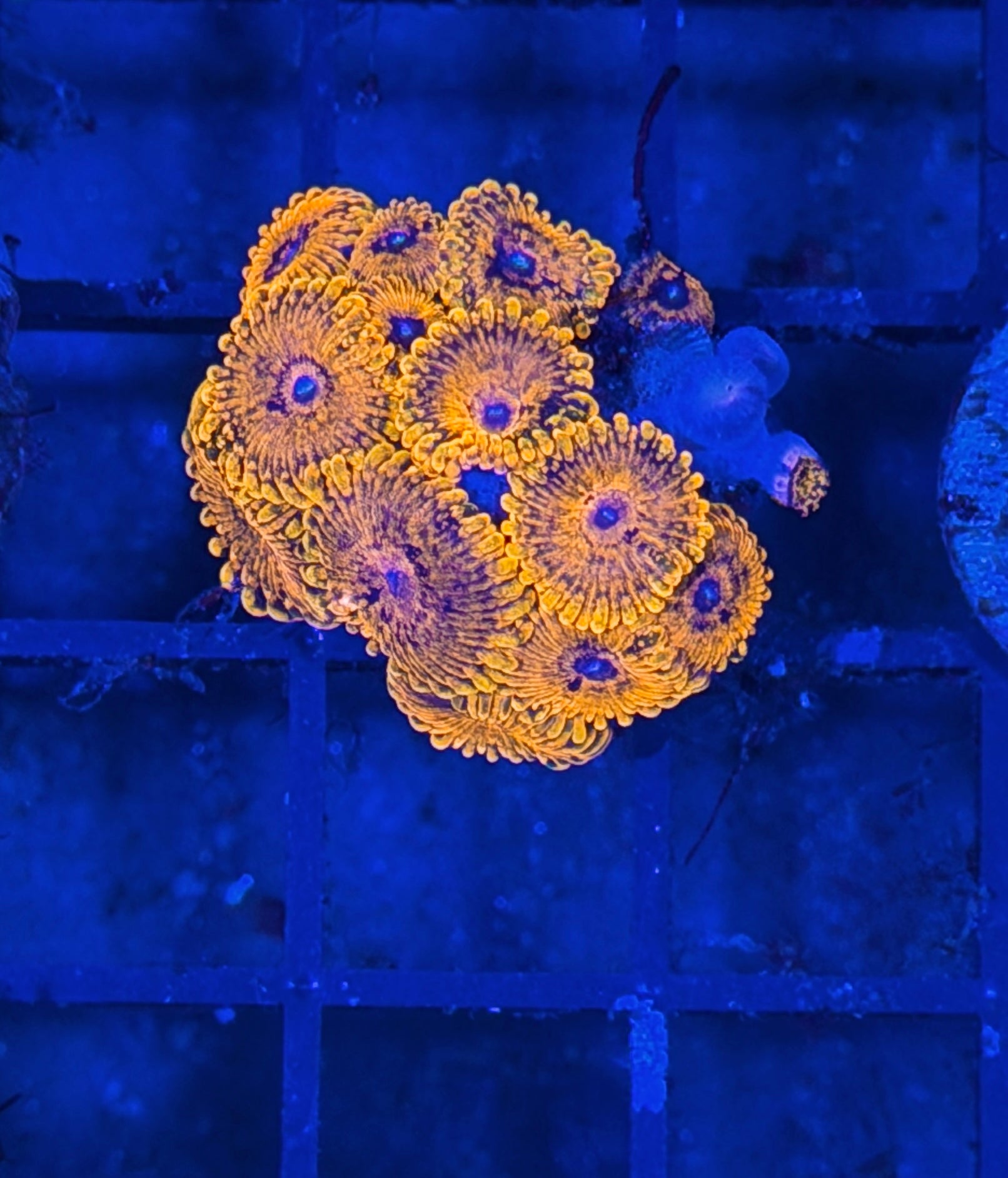 JEA Spellbinder Morph Zoanthid Coral Colony