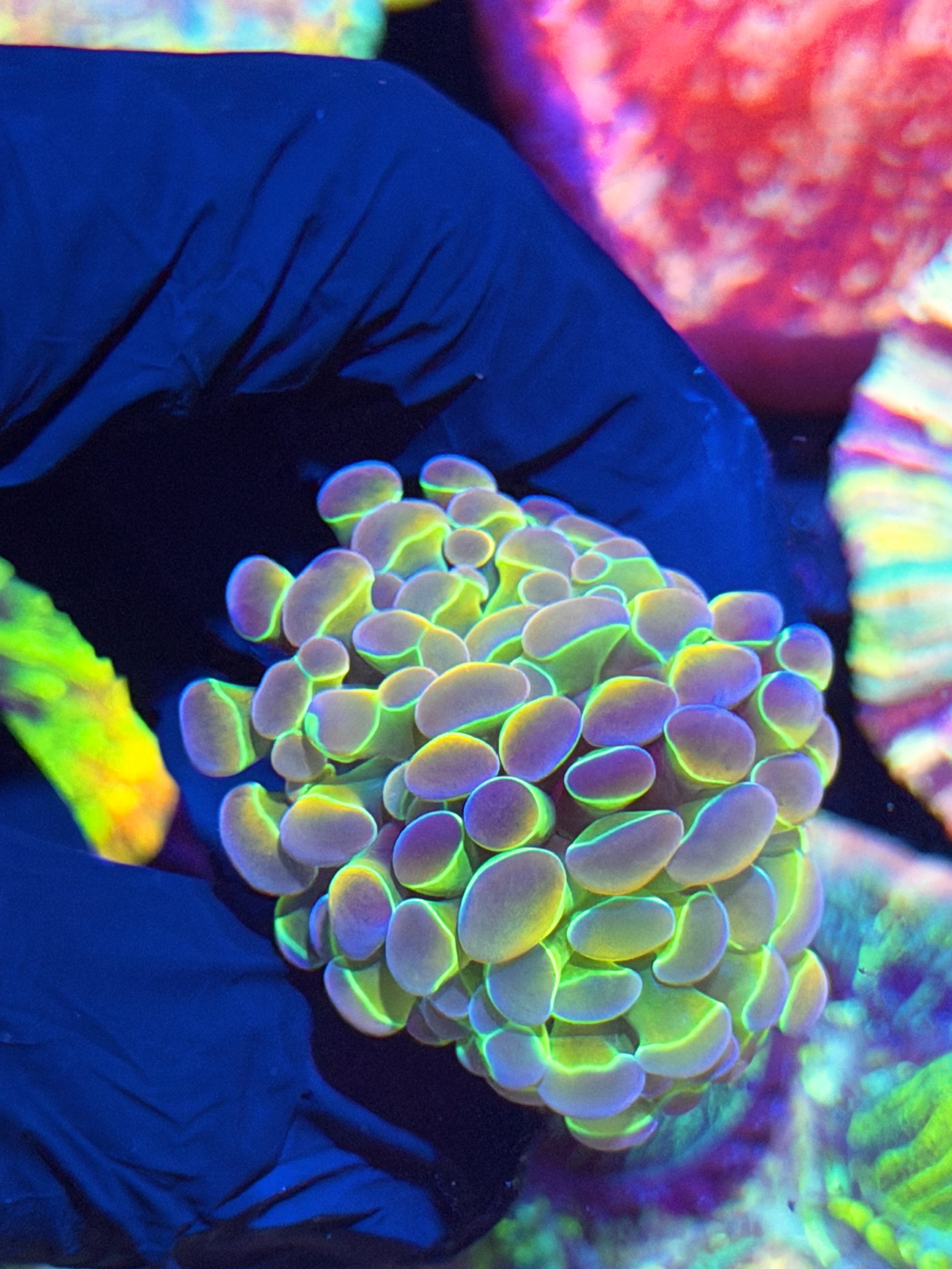 JEA Rainbow Dreams Hammer Coral 2 Heads Splitting XL