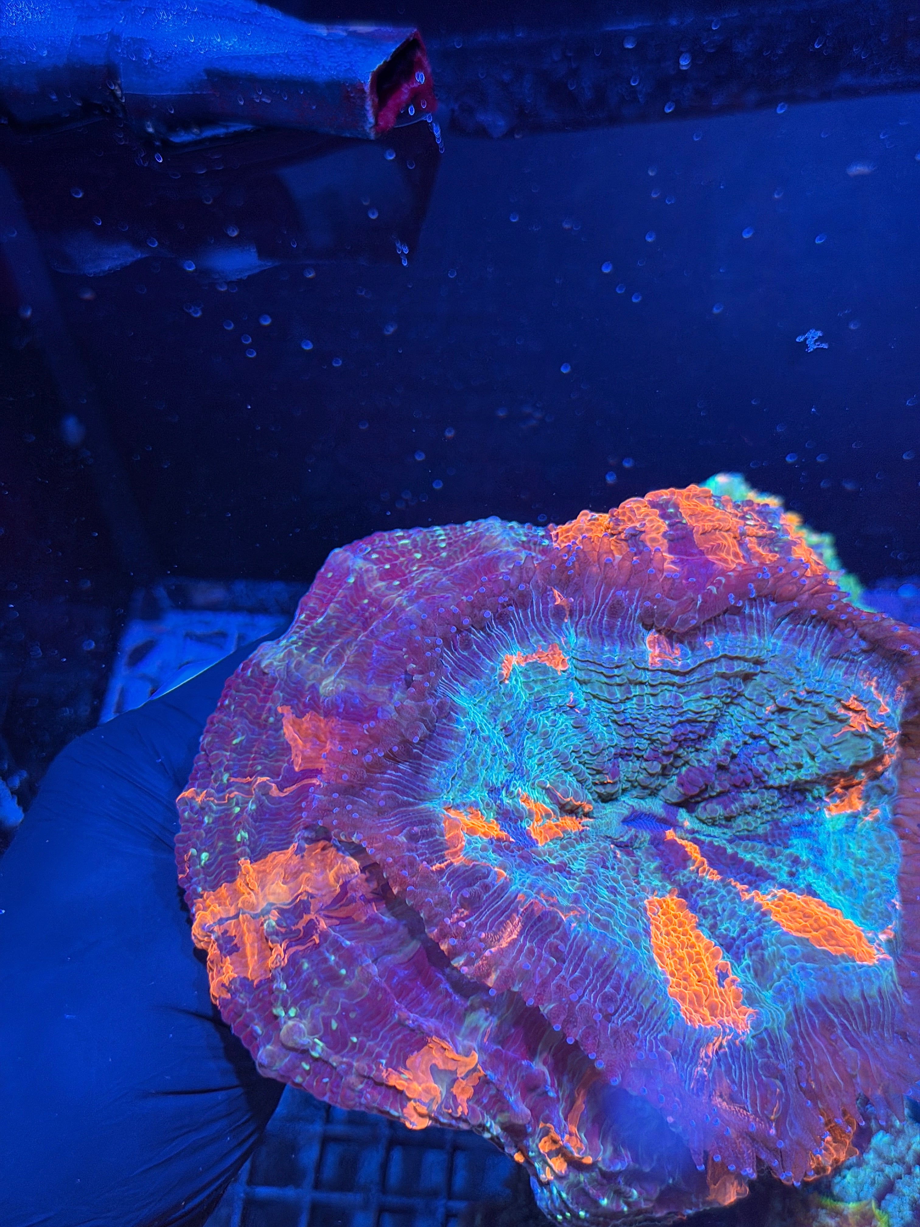 Striped Acanthophyllia Meat Coral XXL Show