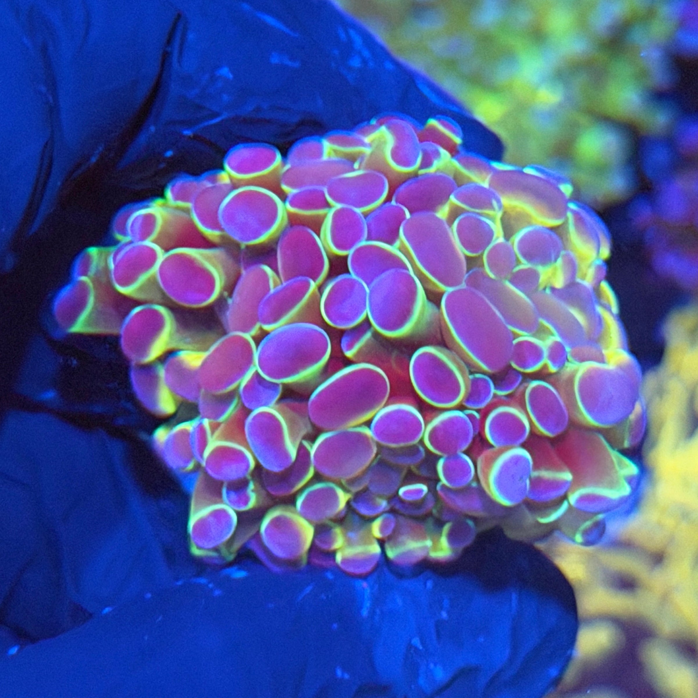 JEA Hologram Hammer Coral 1 XL Head 4/23