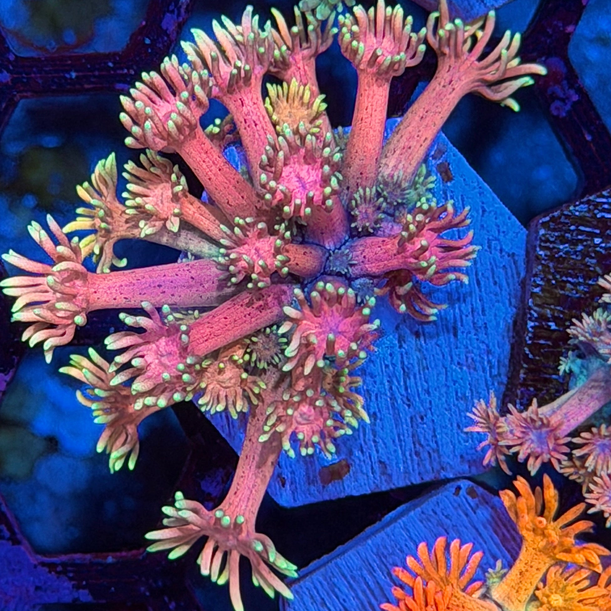 JEA Miami Nights Goniopora Coral * New Release * 7/26