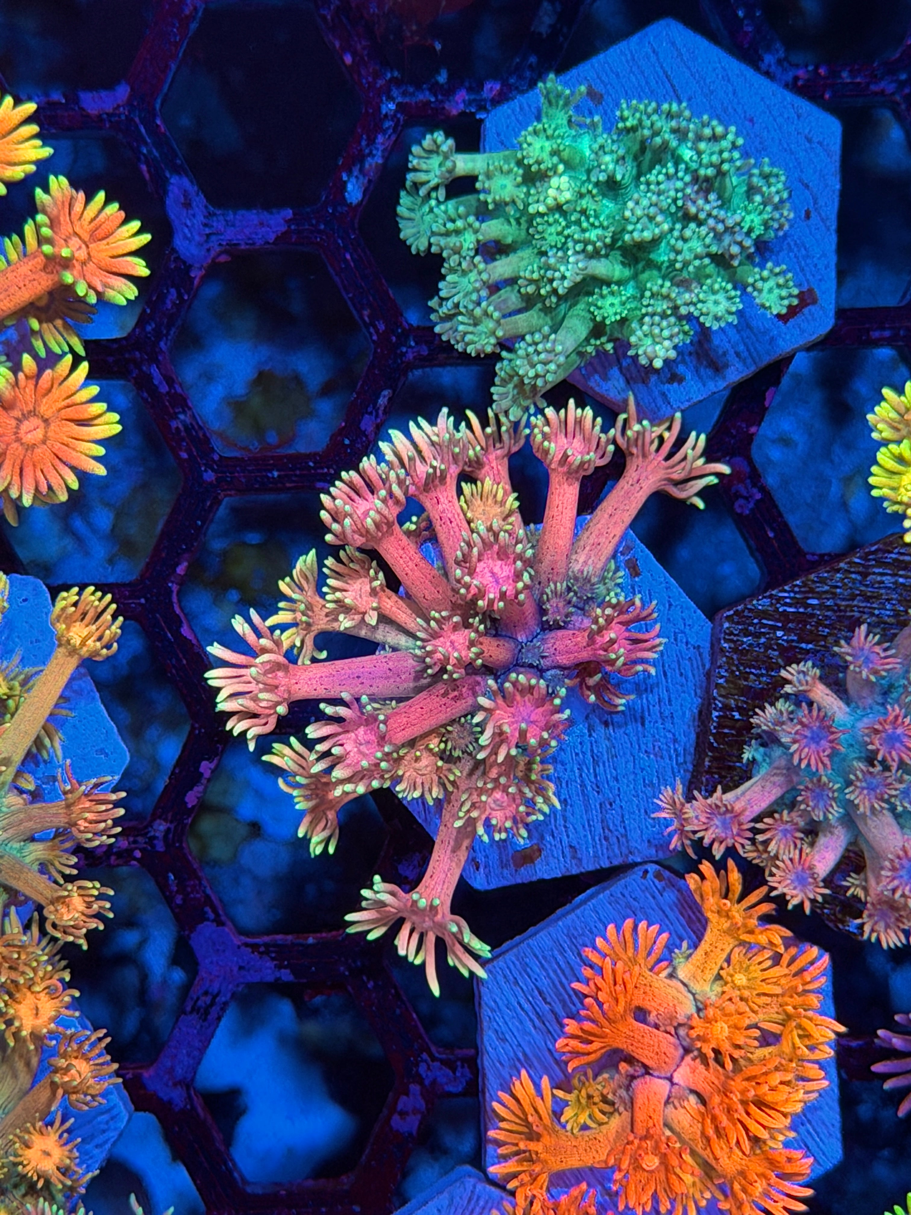 JEA Miami Nights Goniopora Coral * New Release *