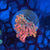 Goniopora