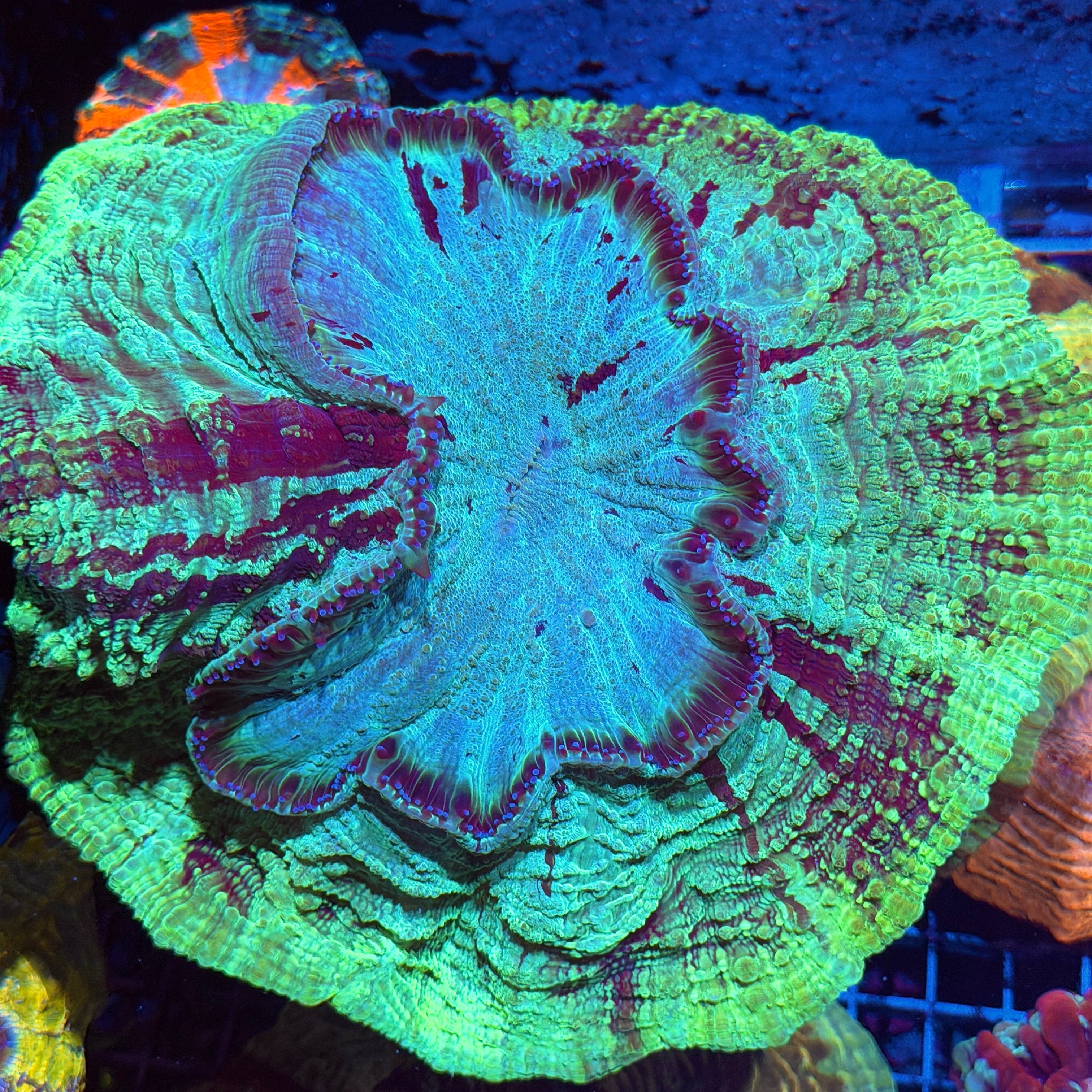 Striped Multicolor Acanthophyllia Meat Coral XXL Show Size 6/3