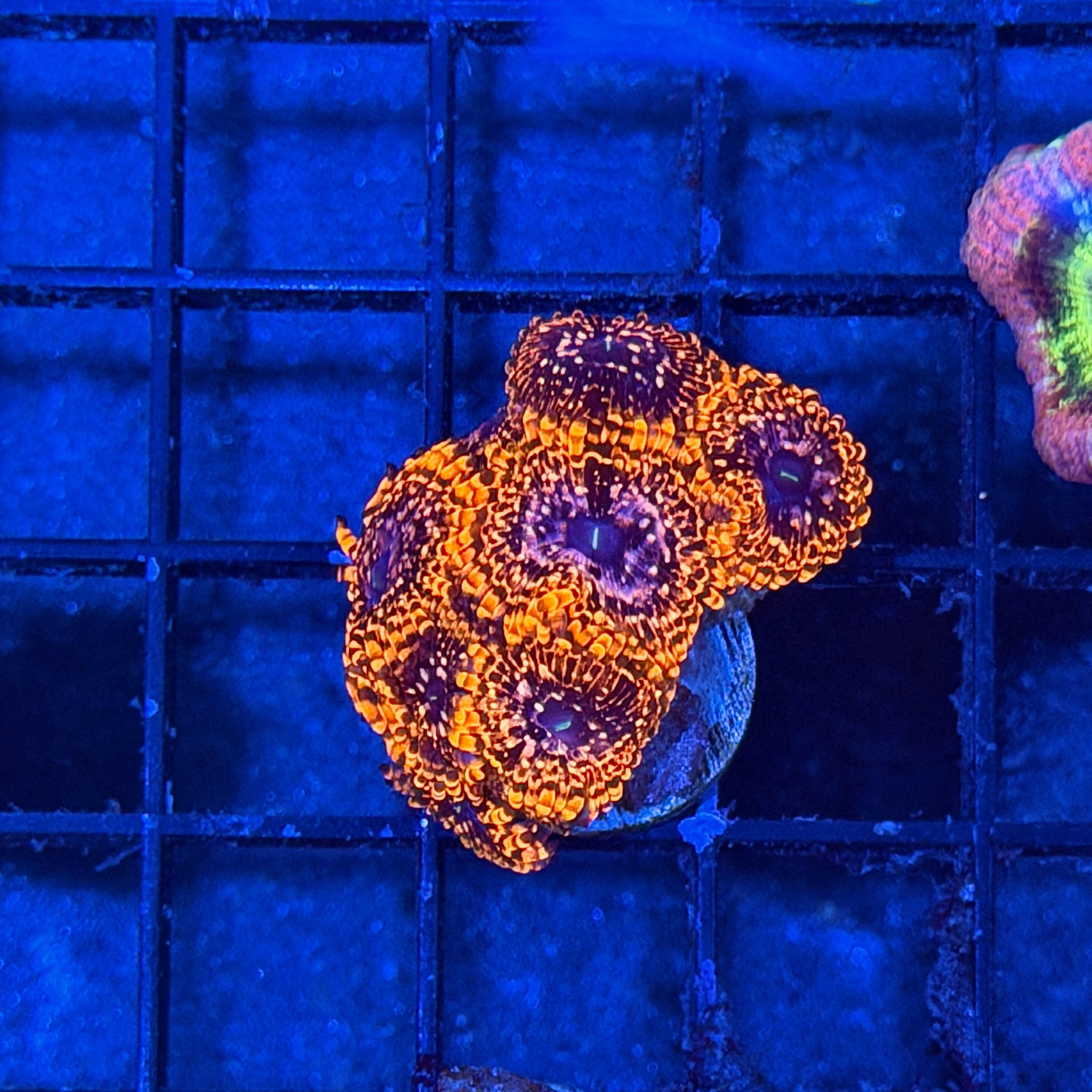 JEA Utter Chaos Zoanthid Coral 7 Polyps XL 6/4