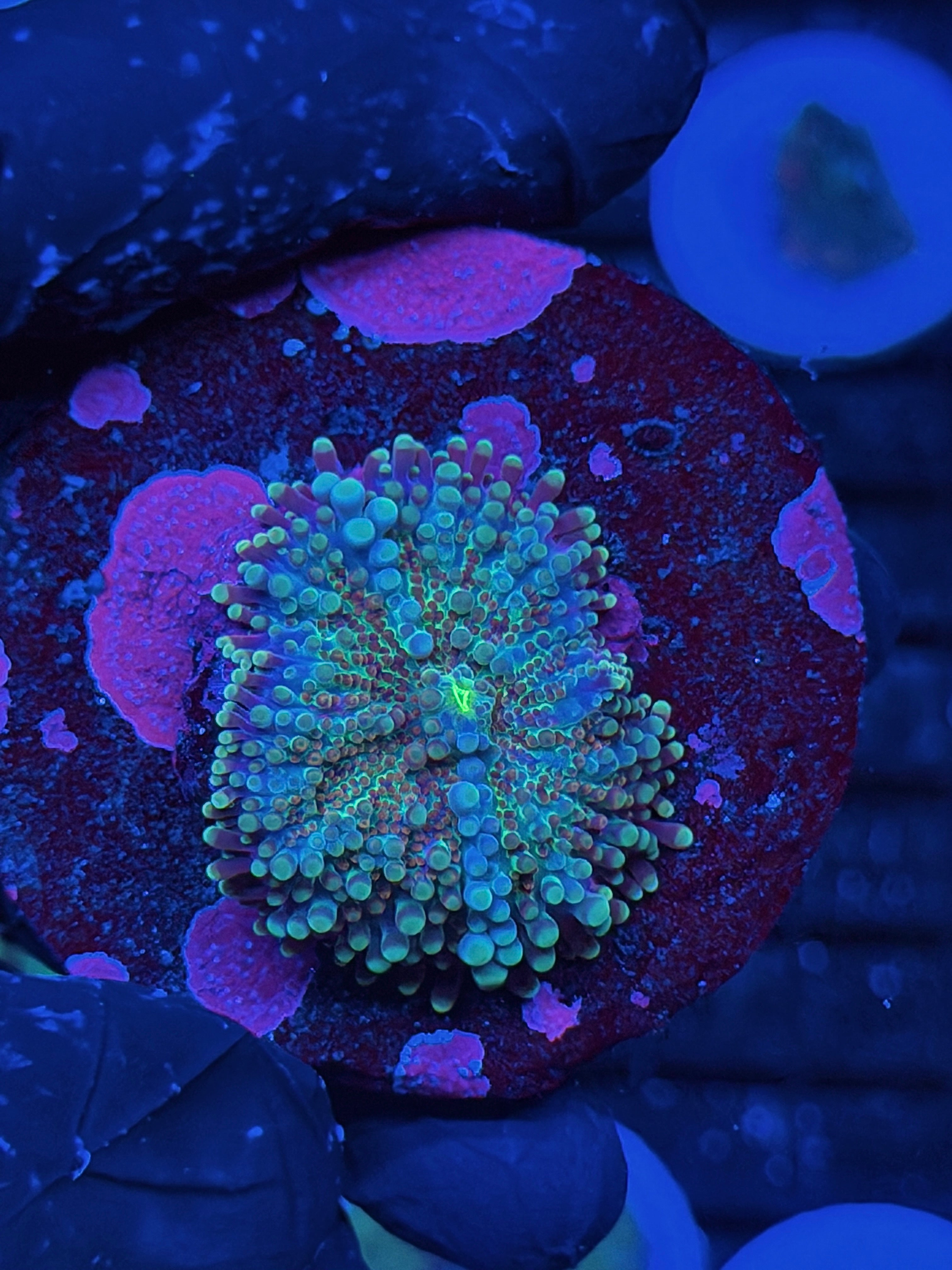 JEA Grape God Yuma Mushroom Coral 9/5