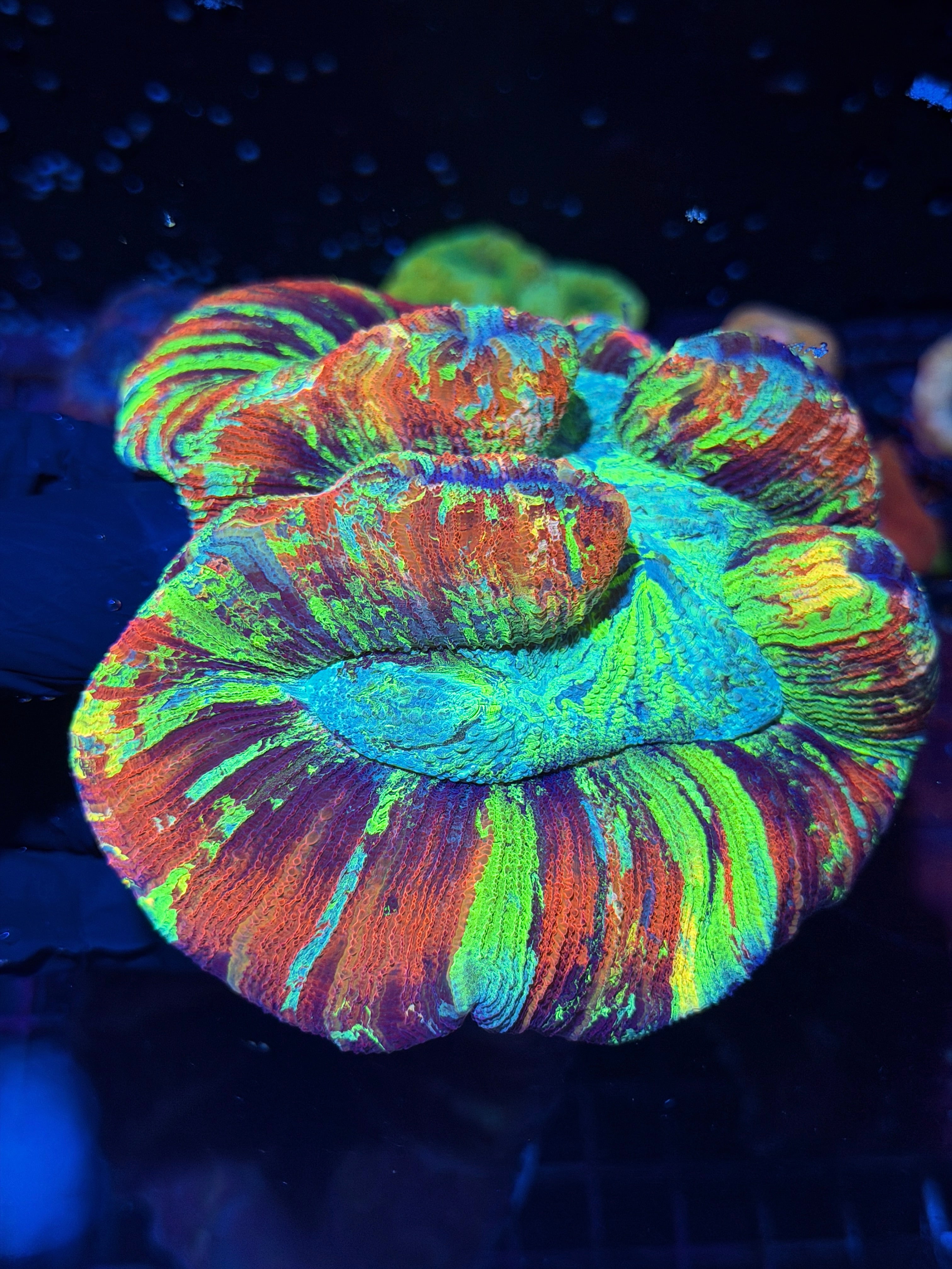 Red/Rainbow Trachyphyllia Meat Coral XXXL Show Piece