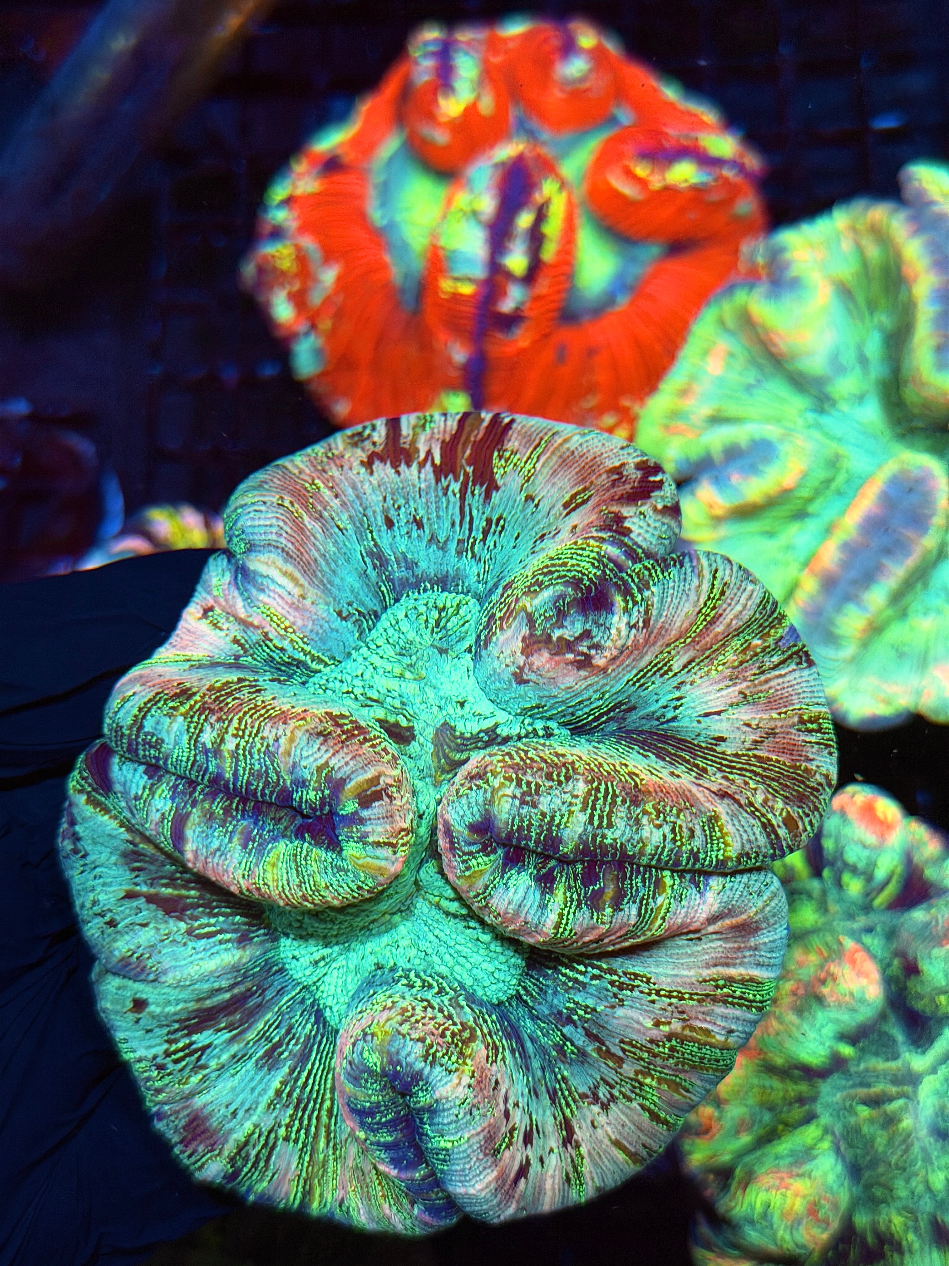 Insane Holographic Trachyphyllia Meat Coral XXL