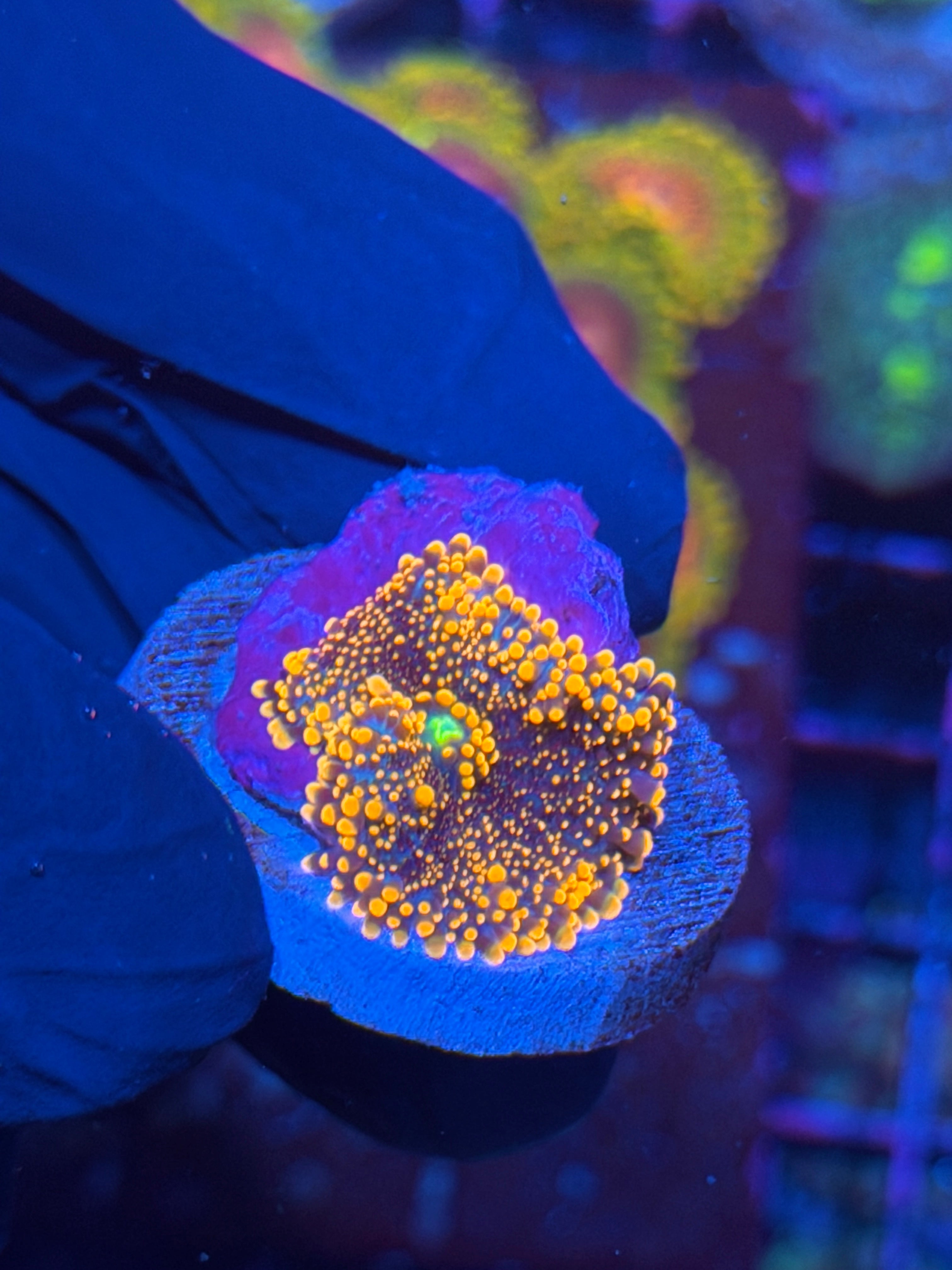 JEA King Kong Mushroom Coral