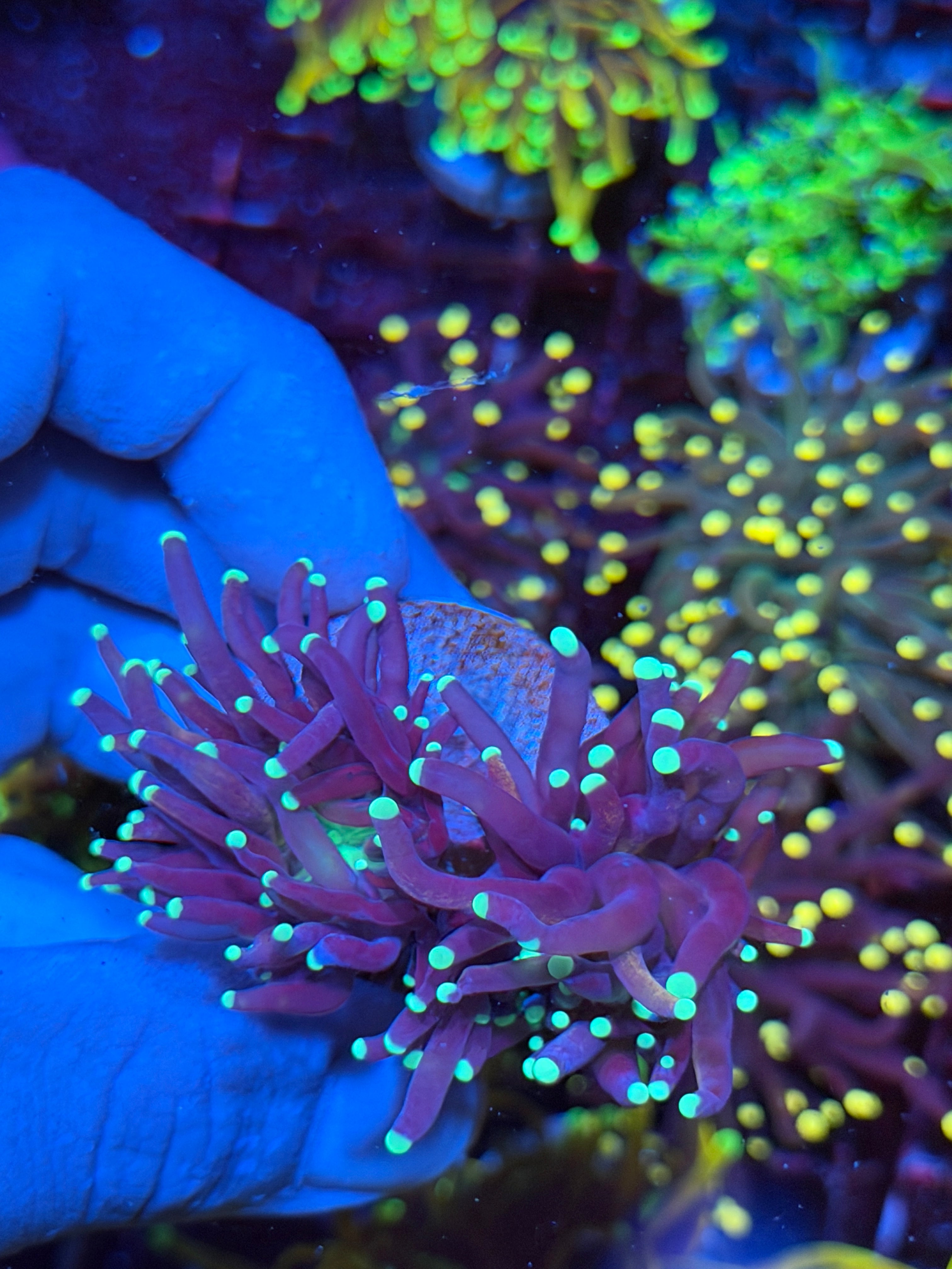 JEA Oddball Tiger Torch Coral 2 Heads XXL  Rare