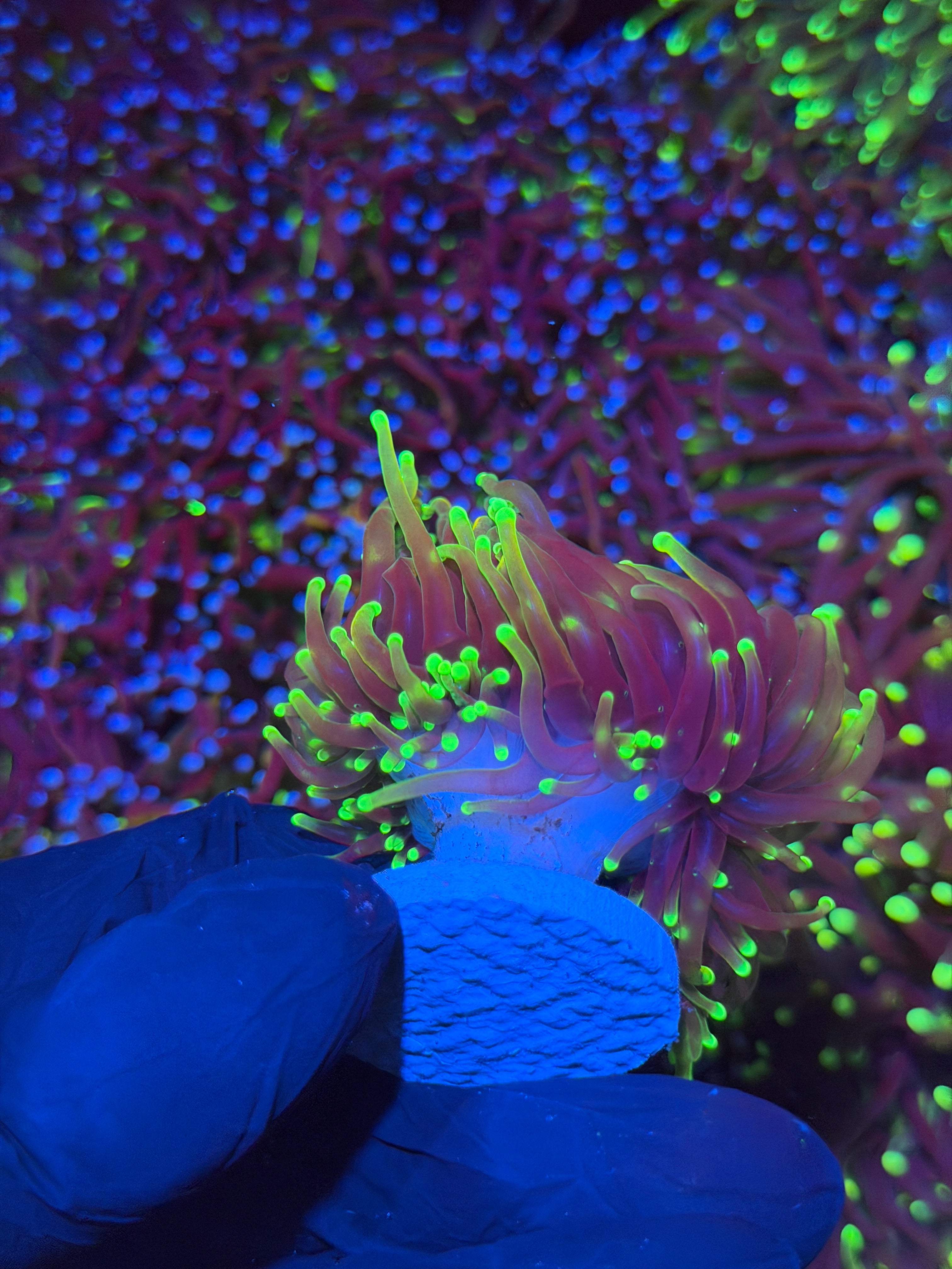 JEA Dragon Fire Torch Coral 2  Heads XL (Copy)