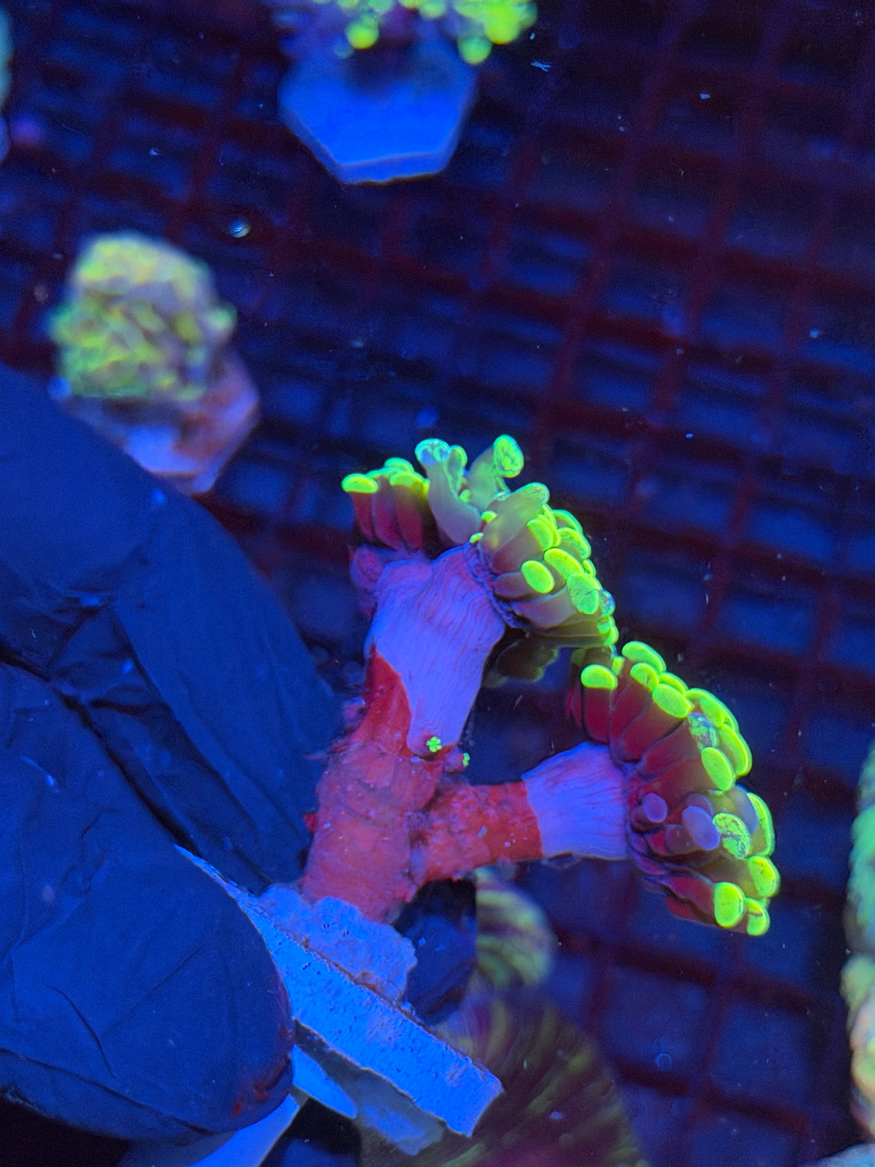 JEA Zeus’ Wrath Hammer Coral Grafted 3 Heads Splitting Xl