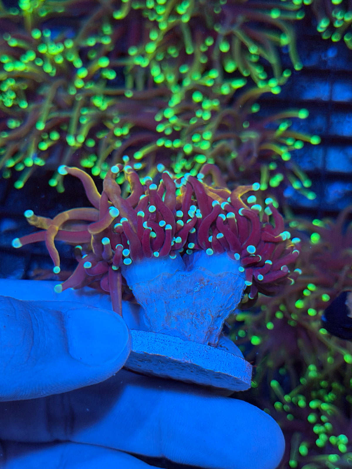JEA Sub Zero Torch Coral 2 Heads XL 9/22