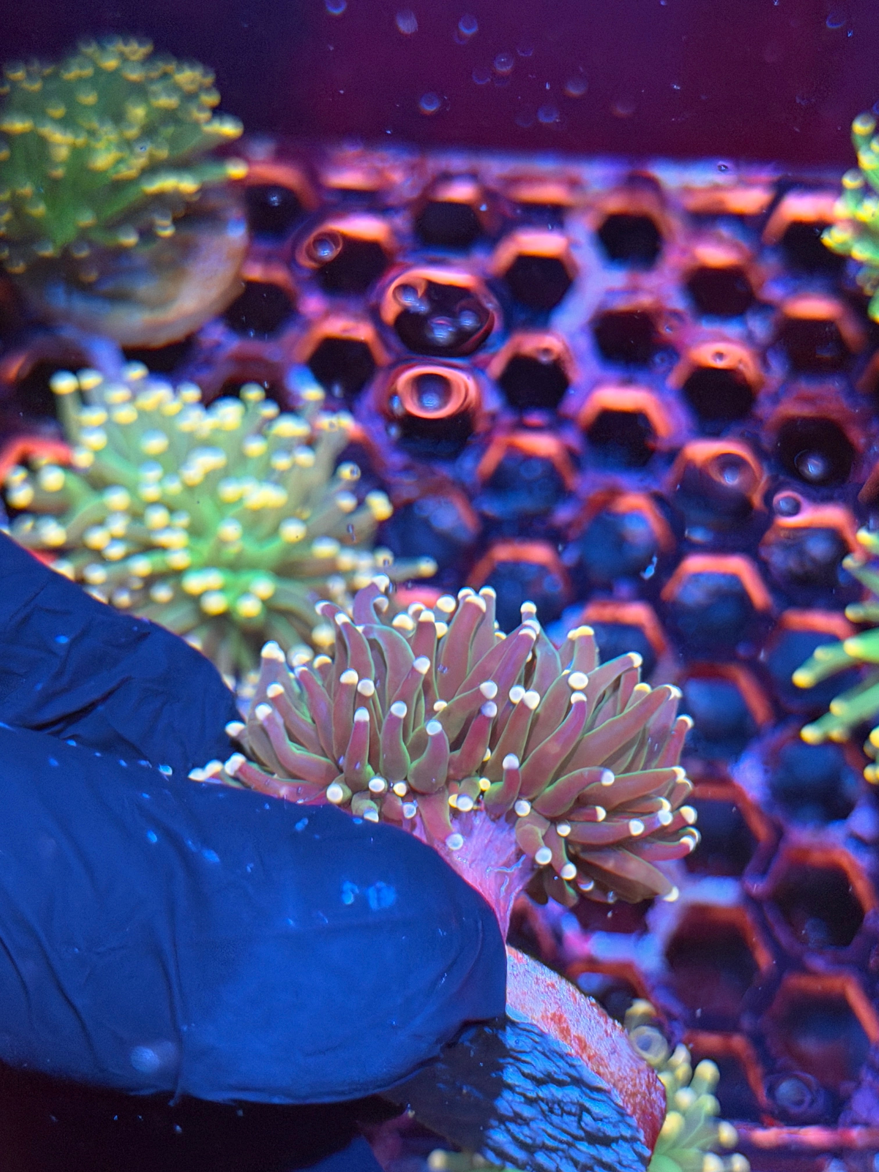 JEA Confetti Torch Coral 2 Heads Splitting 8/29