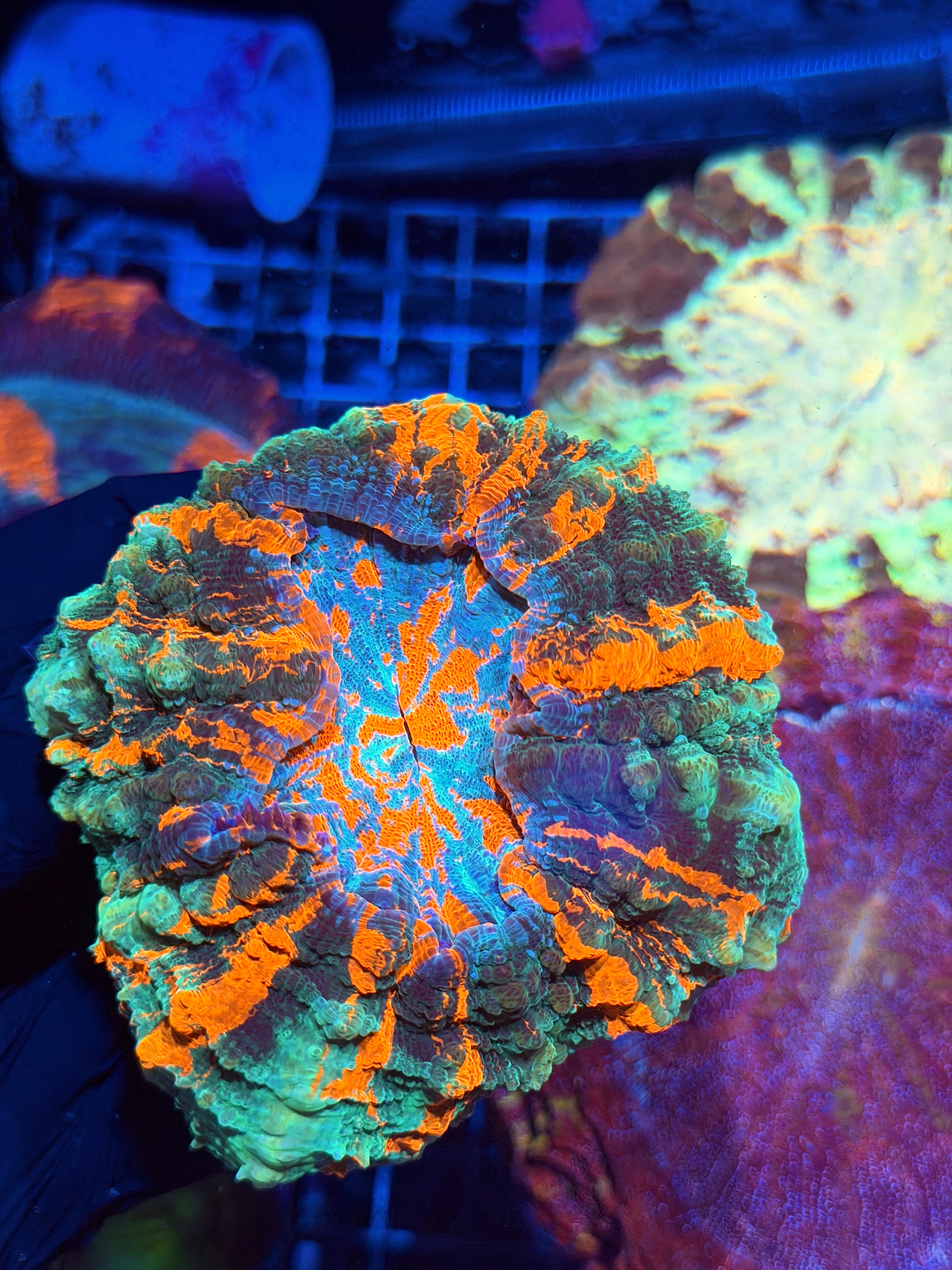 Master Striped Acanthophyllia Meat Coral