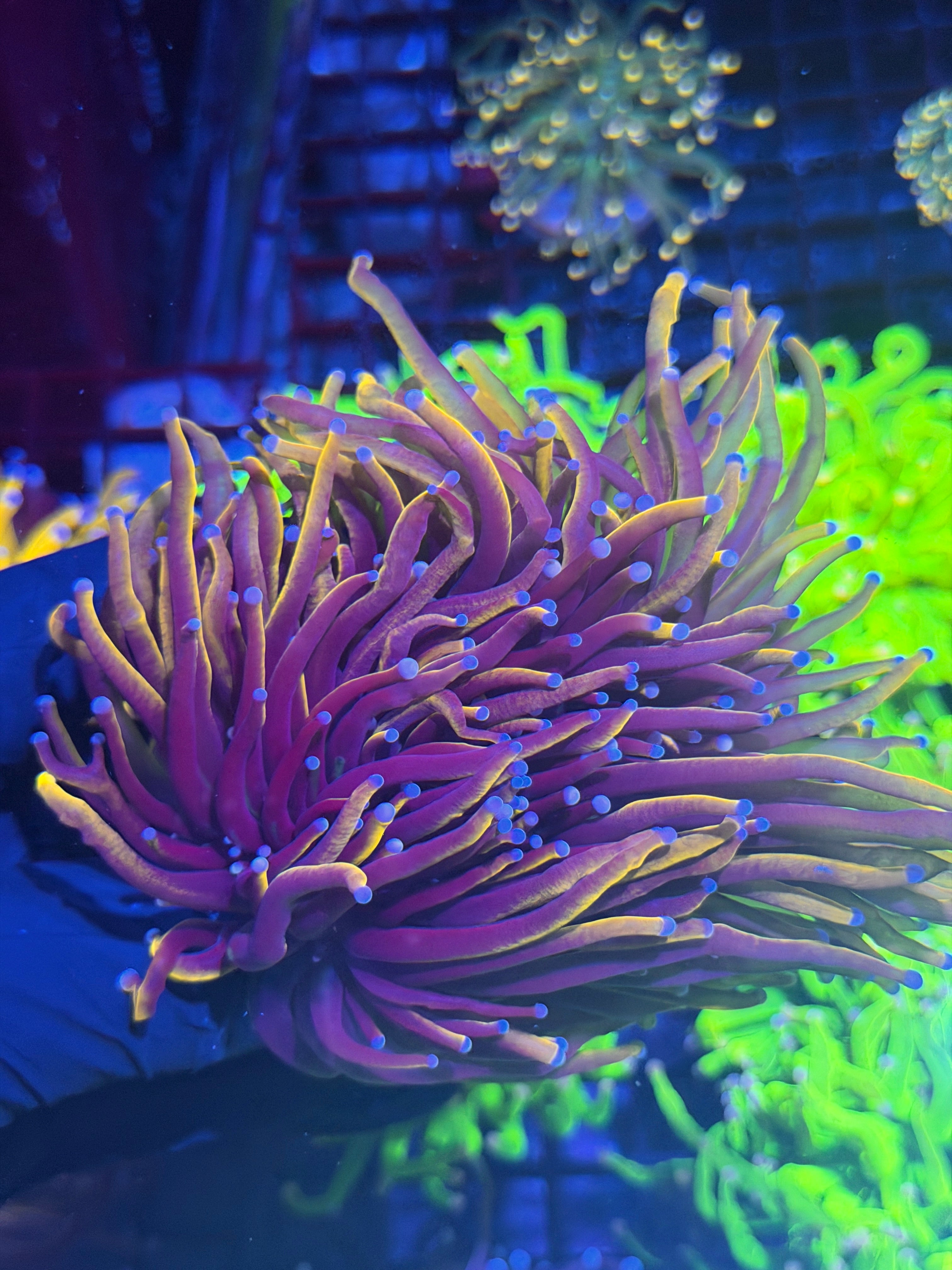JEA Orange Peel Torch Coral Mini Colony 4 Heads Splitting XXXL