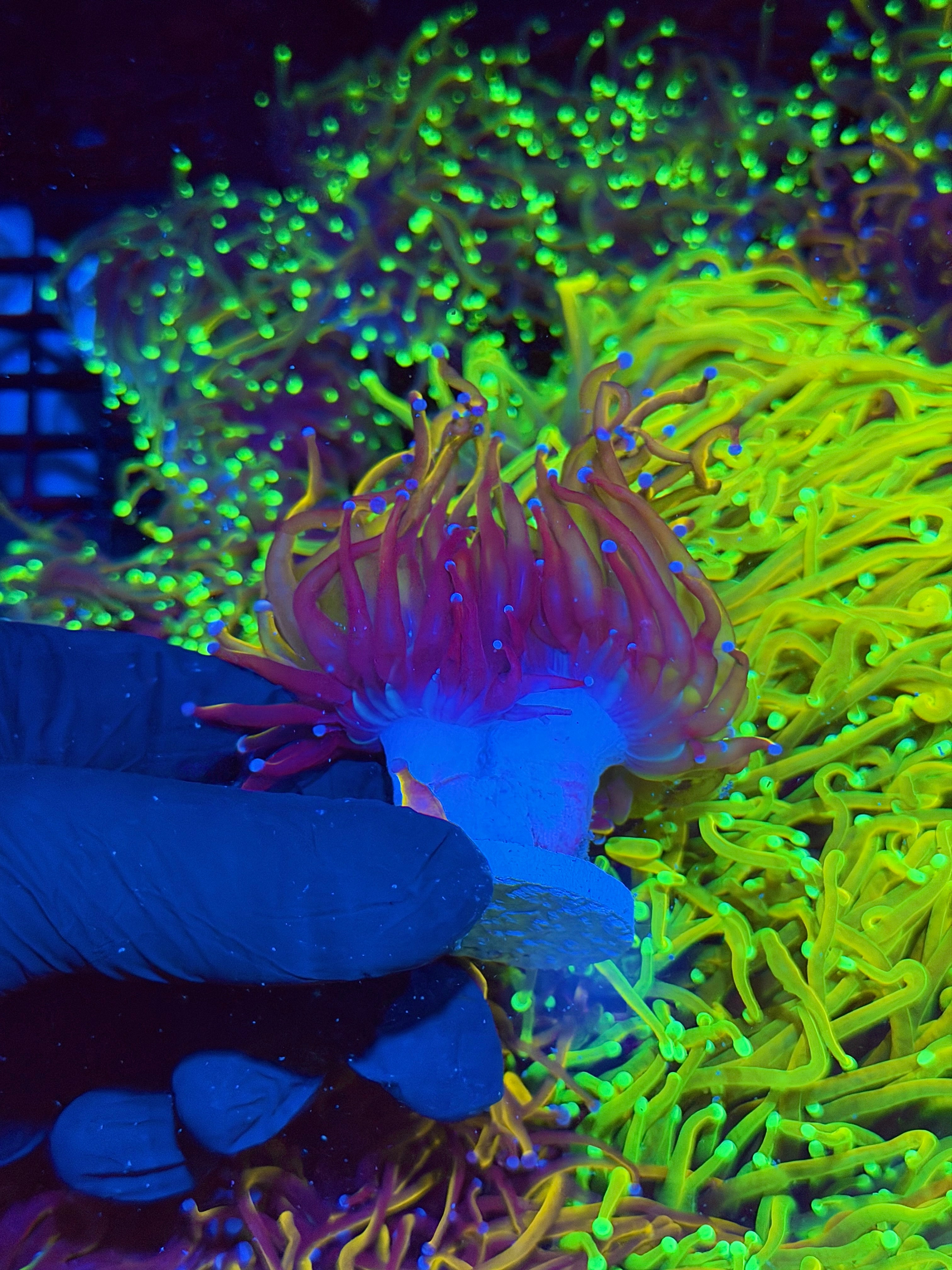 JEA Orange Peel Torch Coral  1 XXL Head Splitting