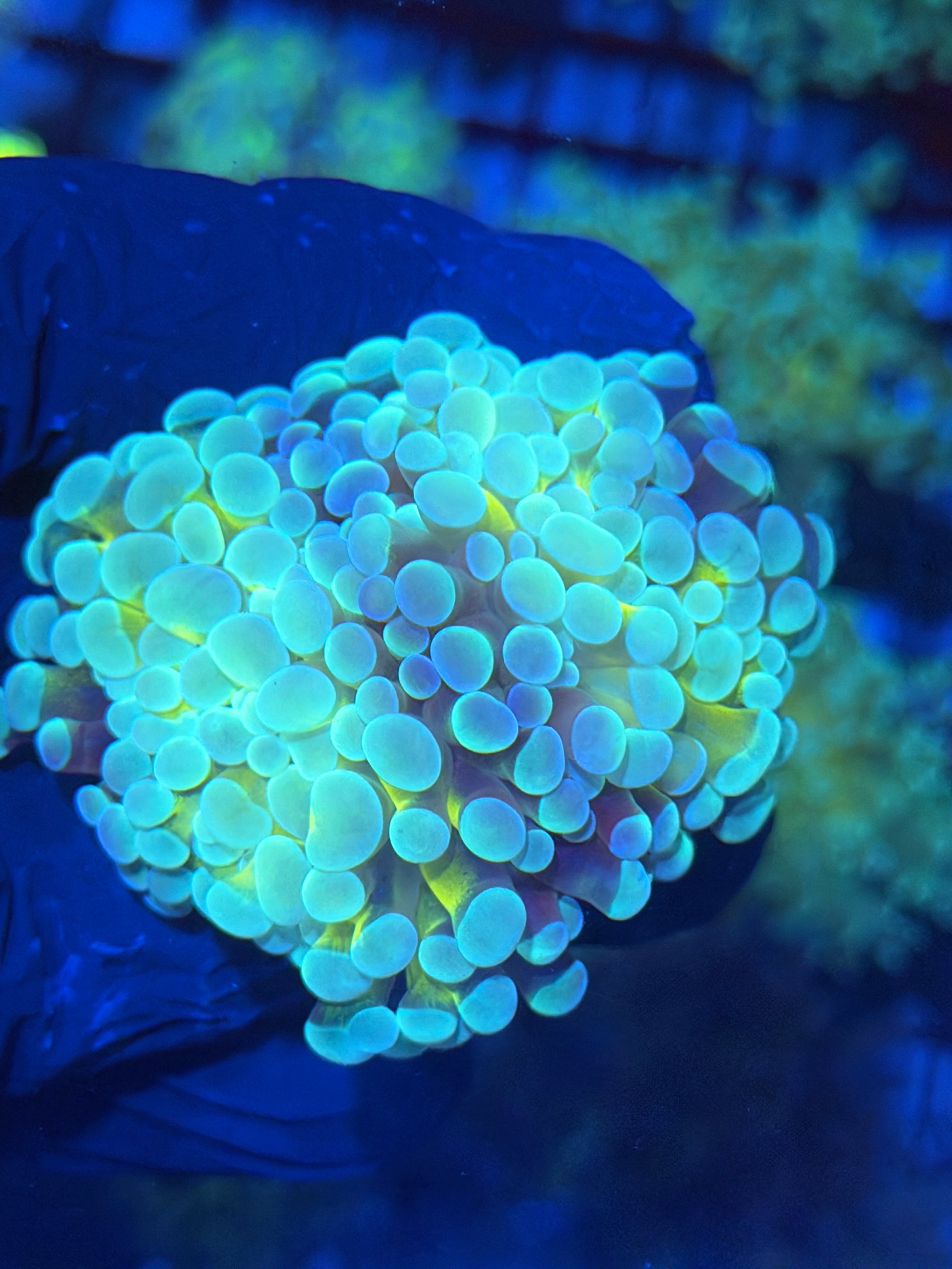 JEA Thors Hammer Coral 2 Heads Splitting XL Bright *Only Frag Available* 12/1