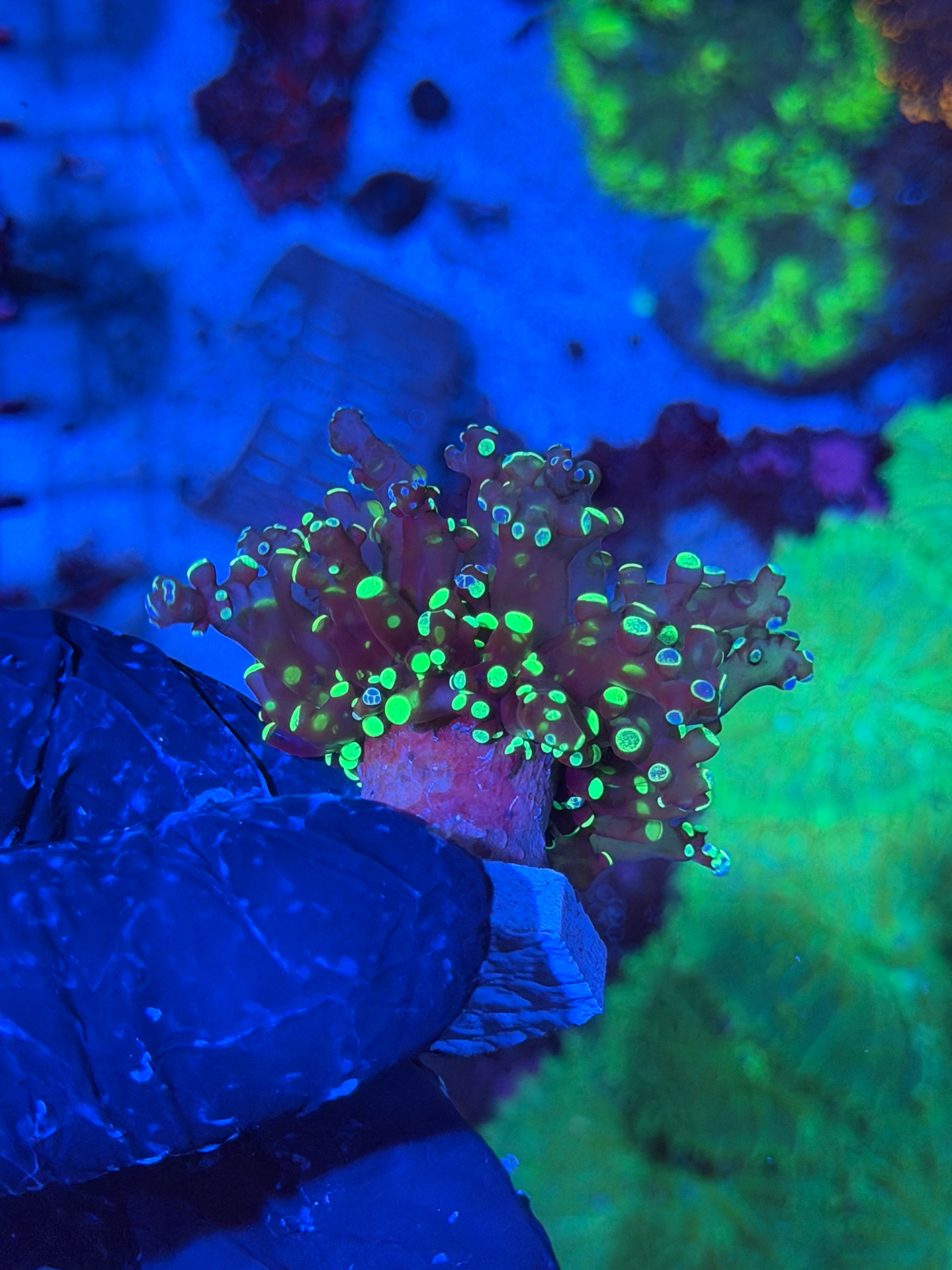 JEA Splatter Frogspawn Coral 1 XL Head