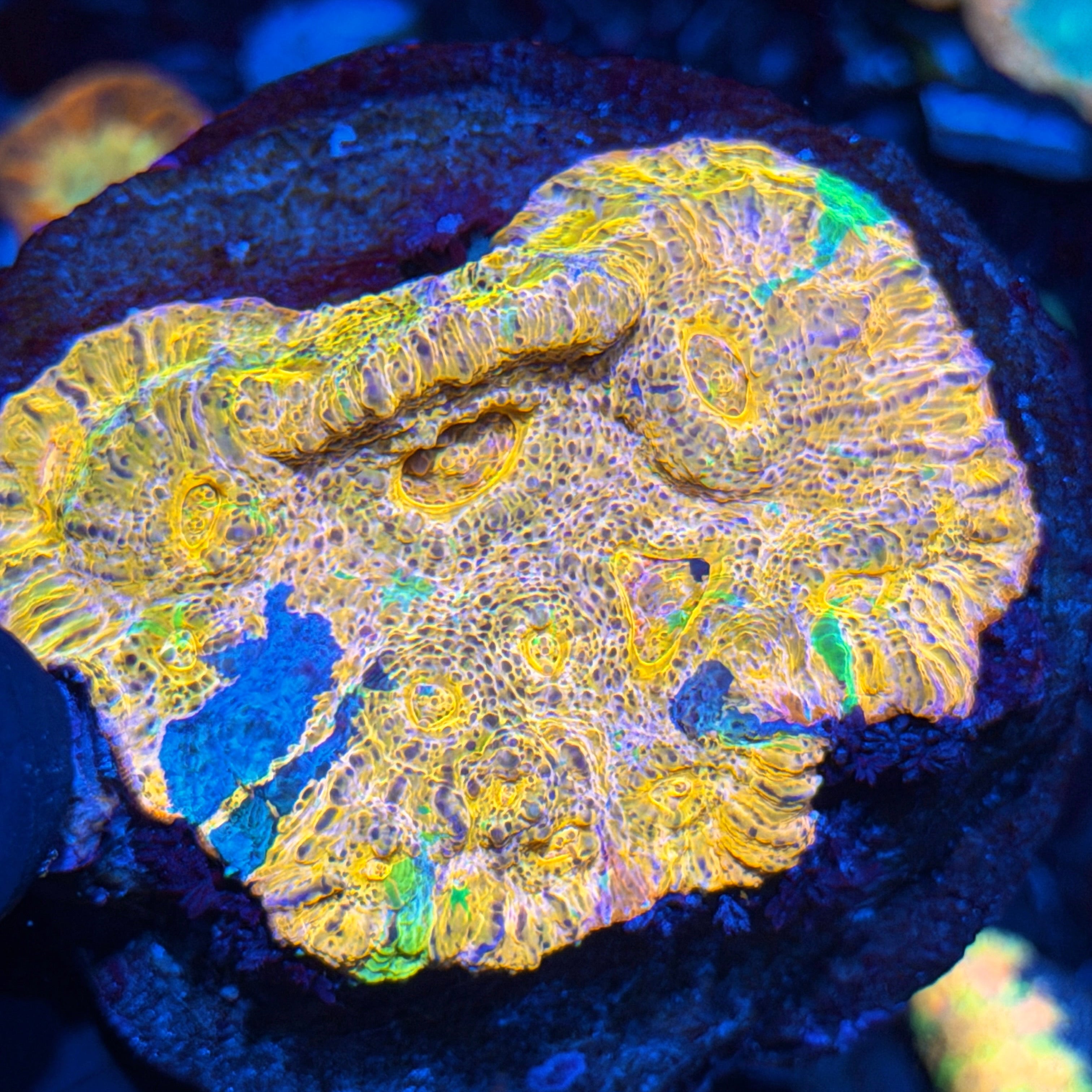 Rainbow Chalice Colony Insane Colors XXL 6/4