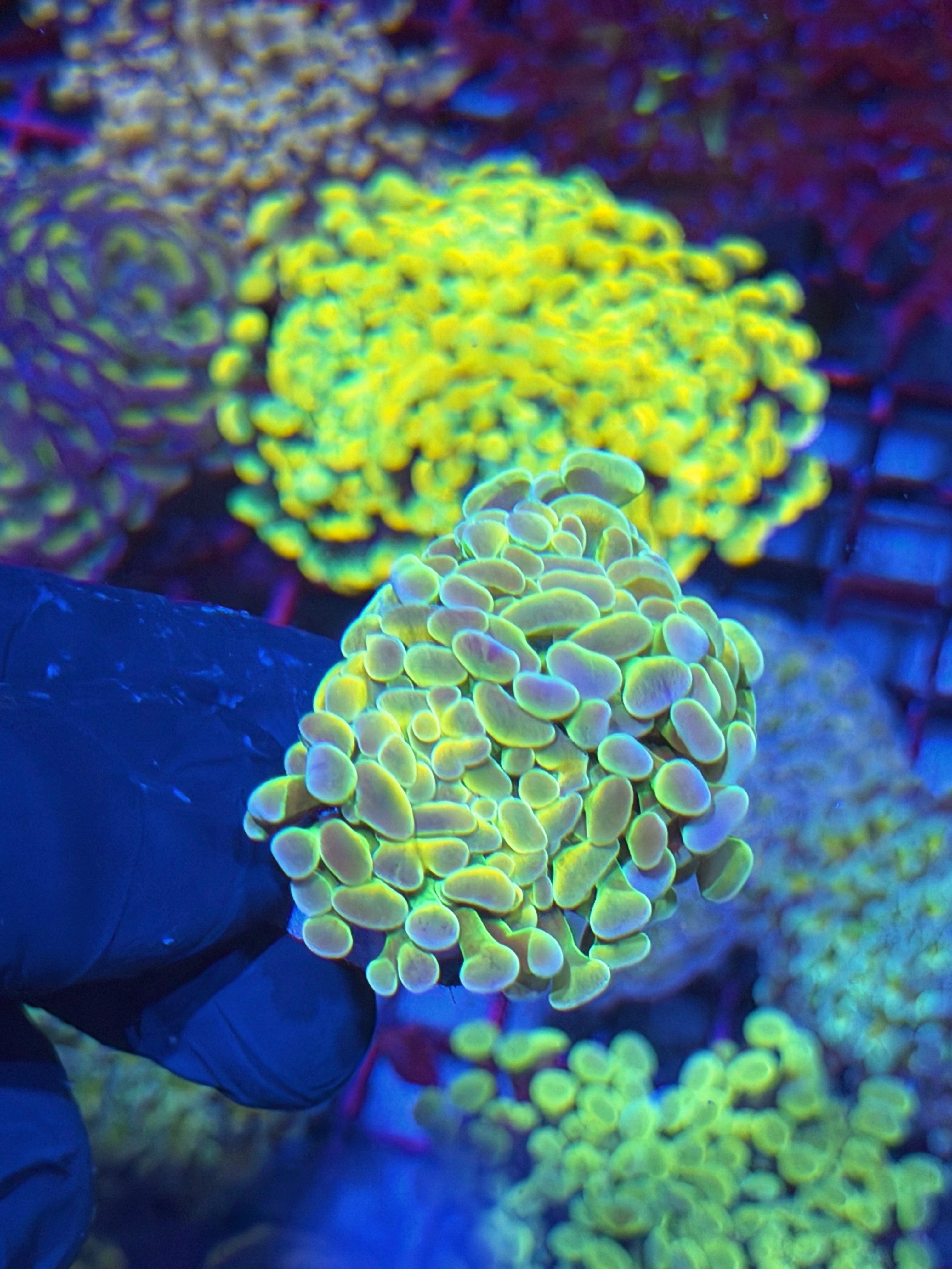 JEA Rainbow Fusion Hammer Coral 2 Heads XL 7/22