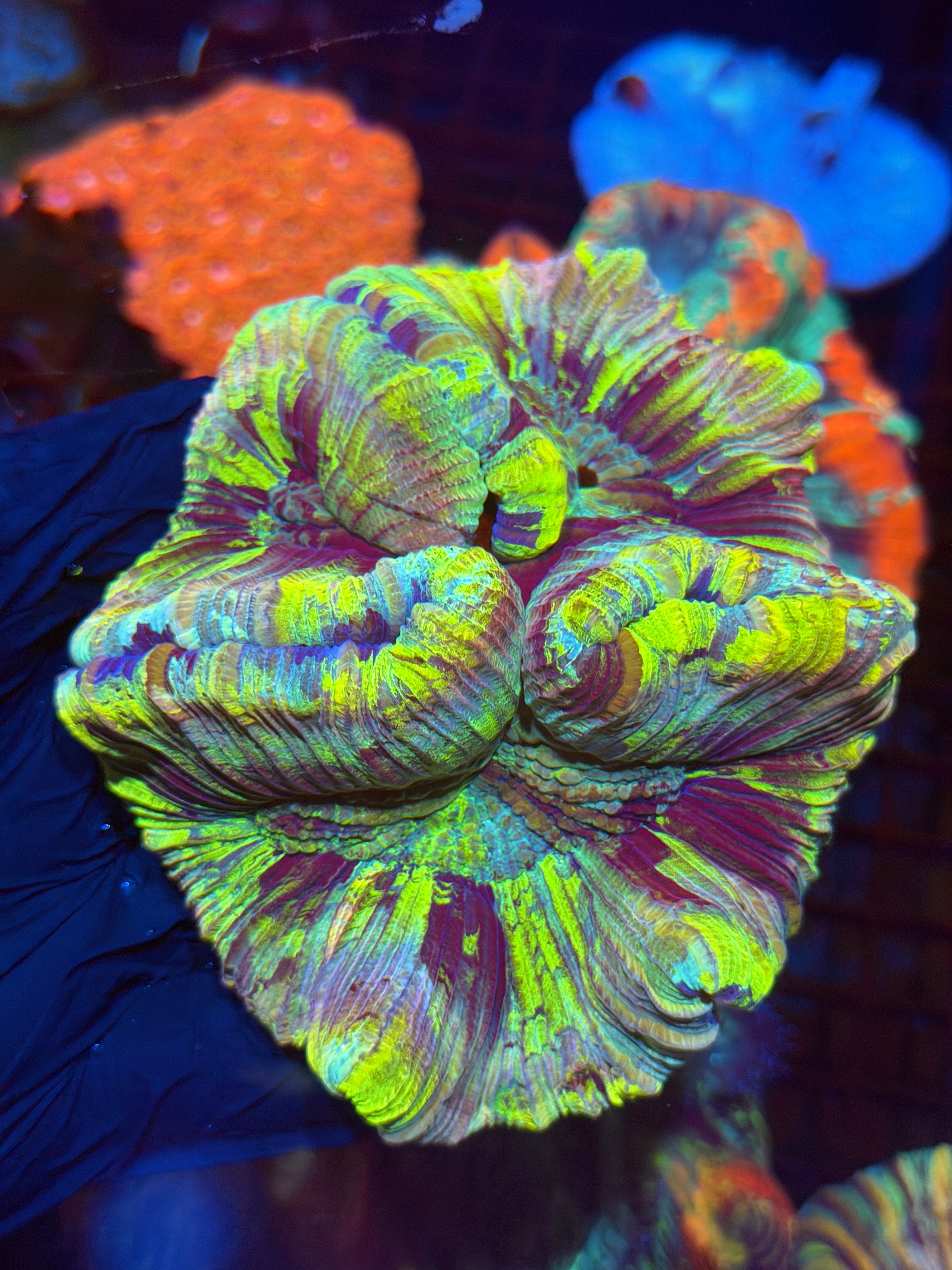 Rainbow Trachyphyllia Meat Coral XL 5/15