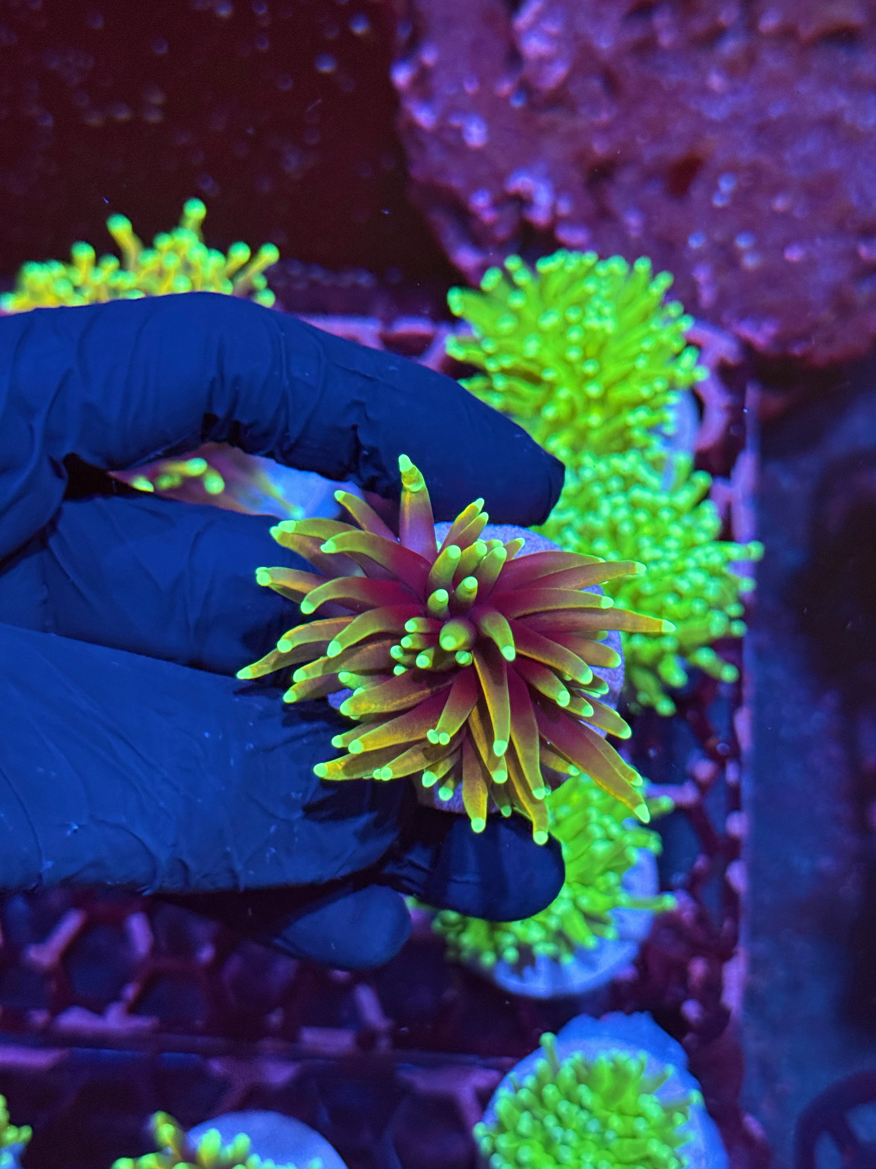 JEA Dragon Fire Torch Coral 1 Head