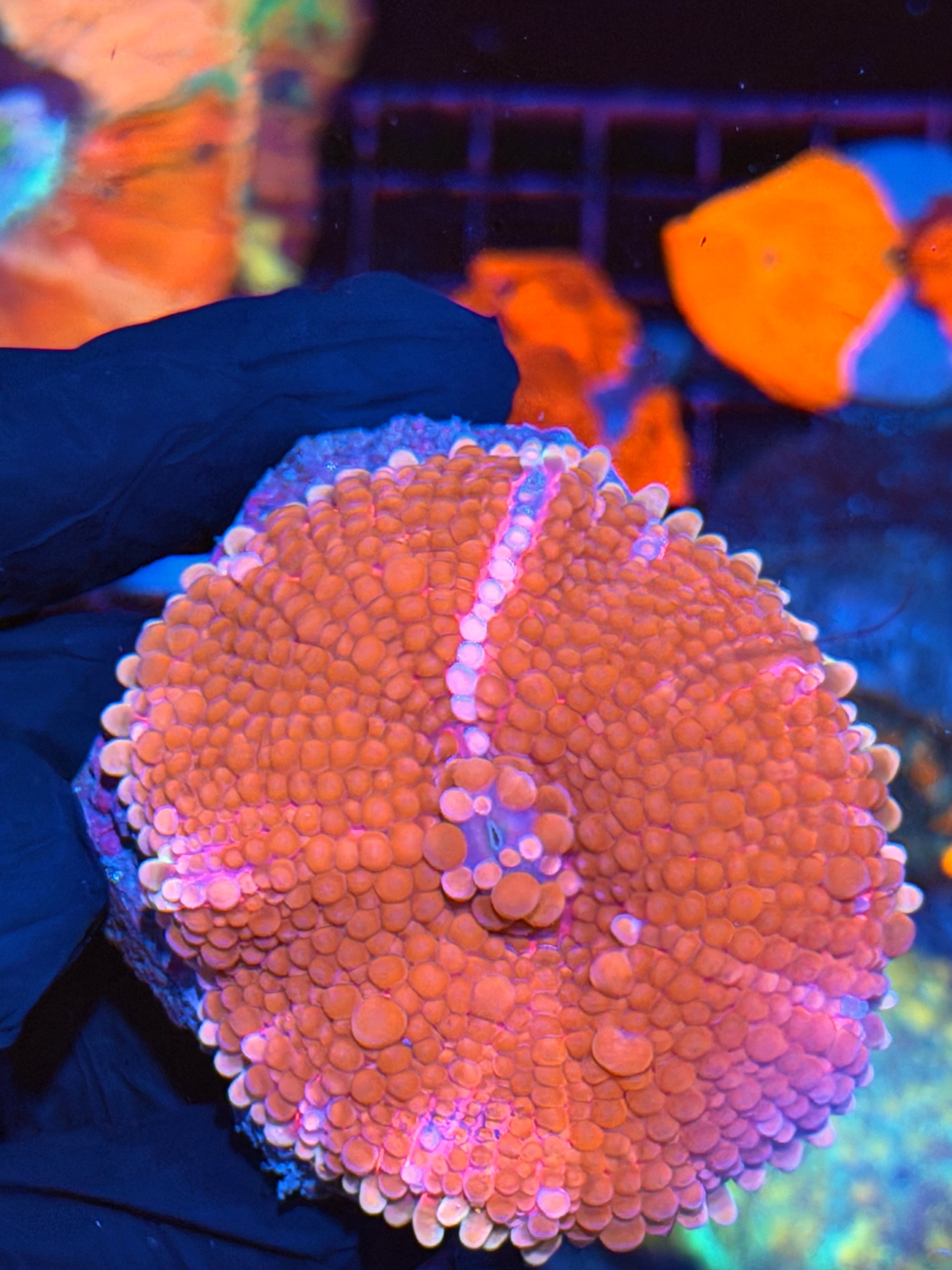 JEA Double Bubble Yuma Mushroom Coral XL Show Piece 2/25