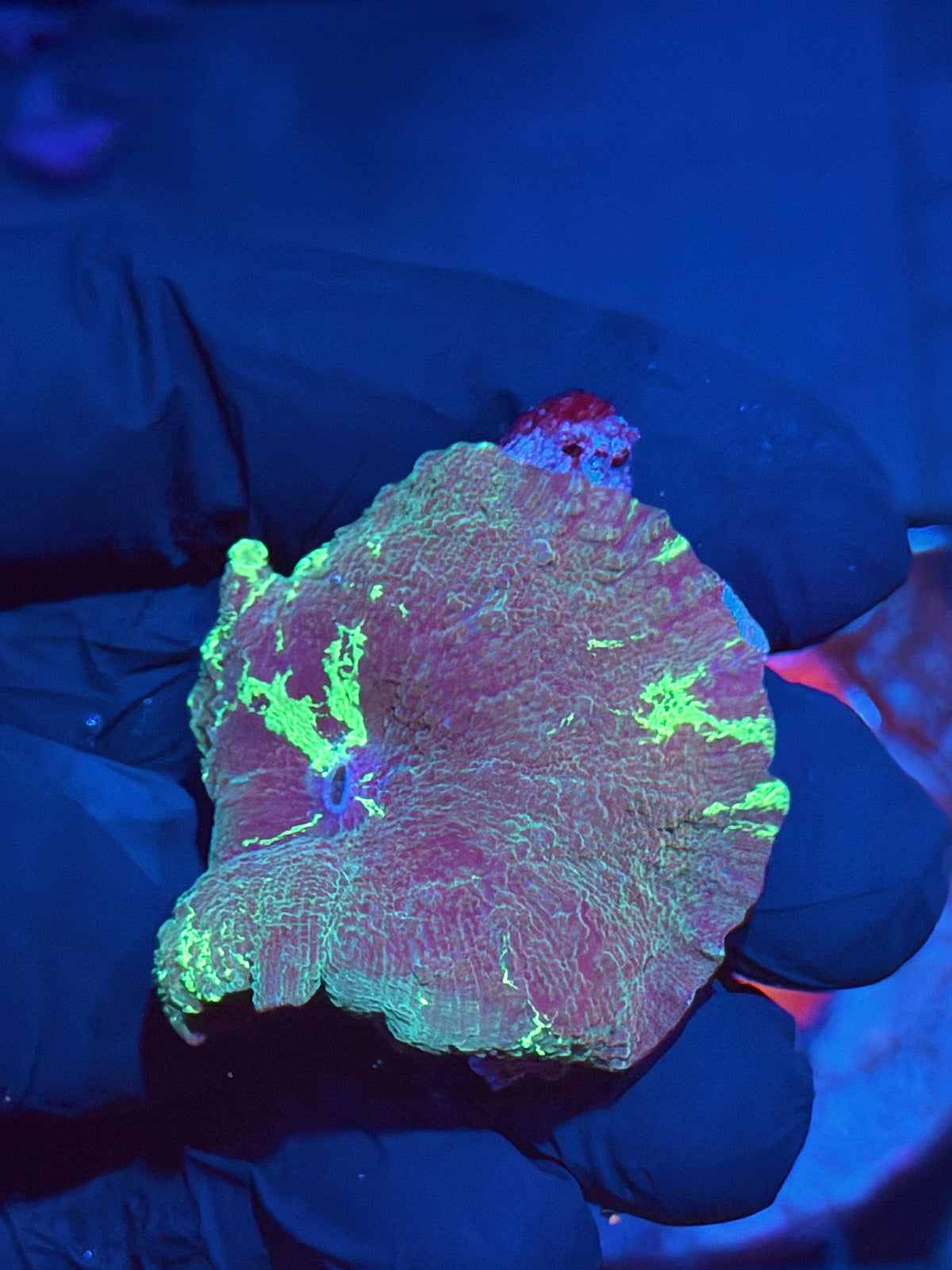 JEA Acid Trip Mushroom Coral XL 9/27