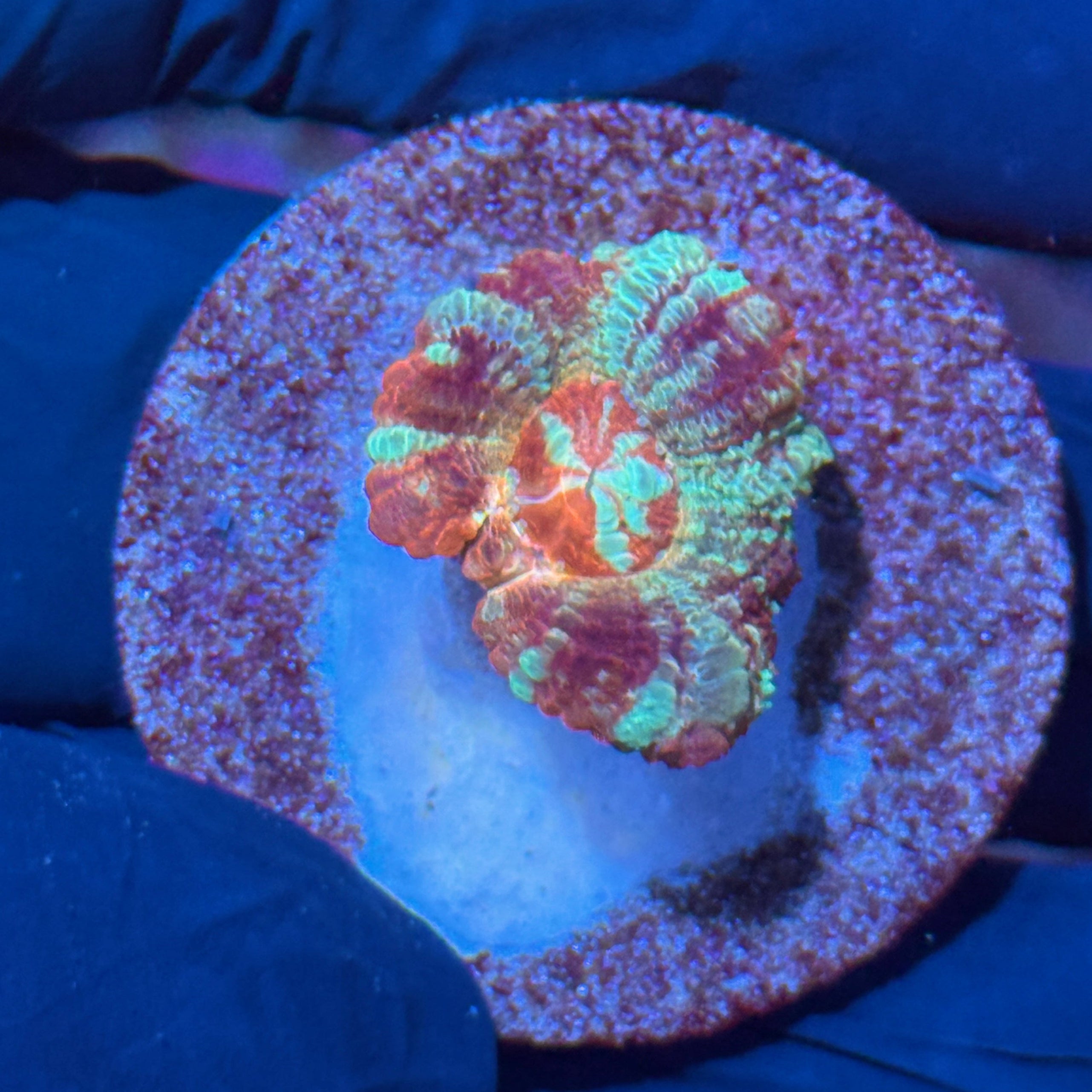 JEA Pink Diamond Asian Acans Coral