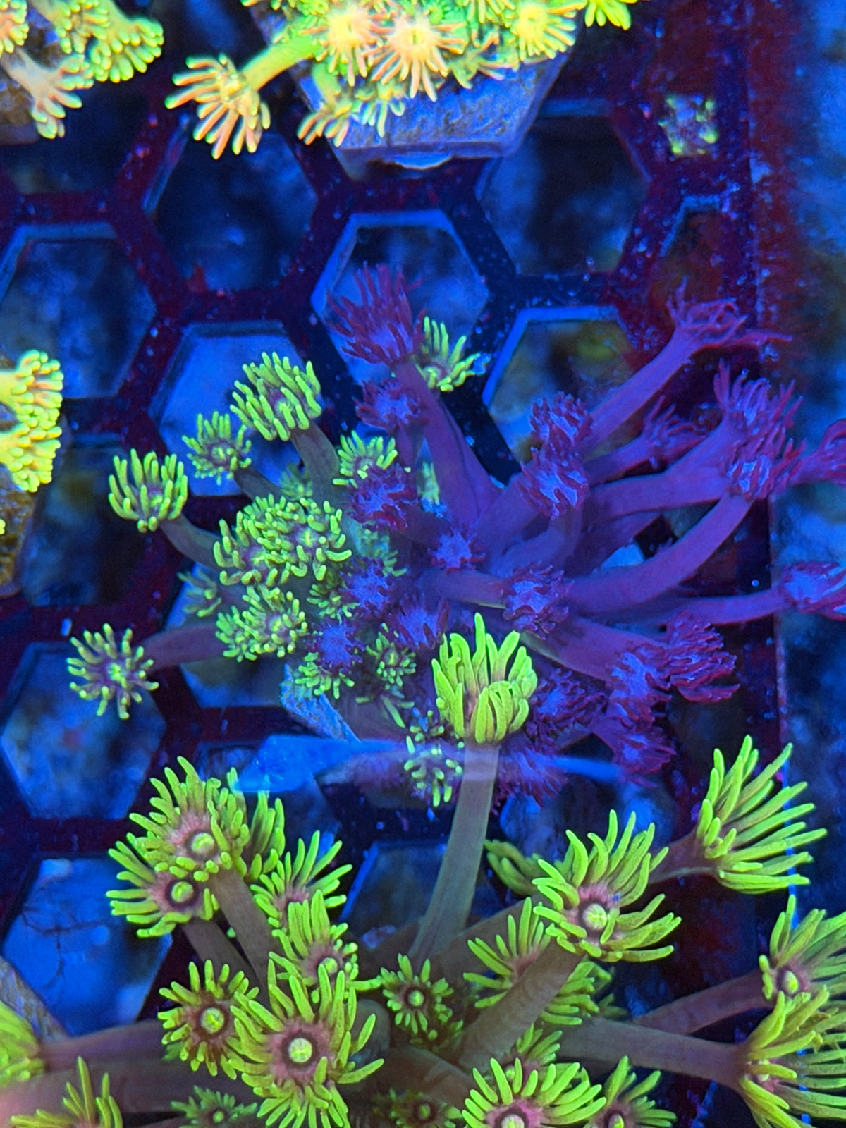 JEA Yin Yang Goniopora Coral (Grafted)