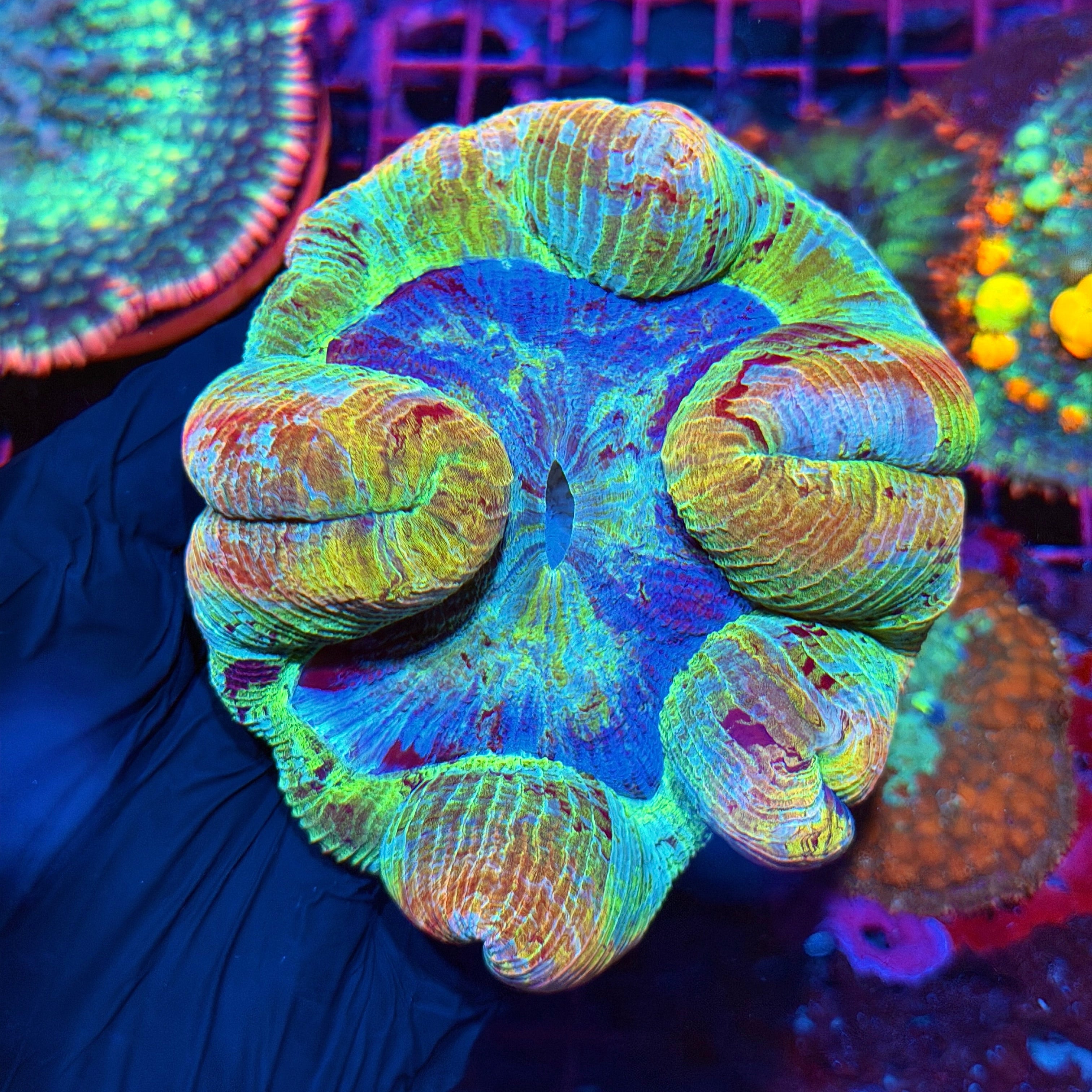 Insane Rainbow Trachyphyllia Meat Coral XL 3/25