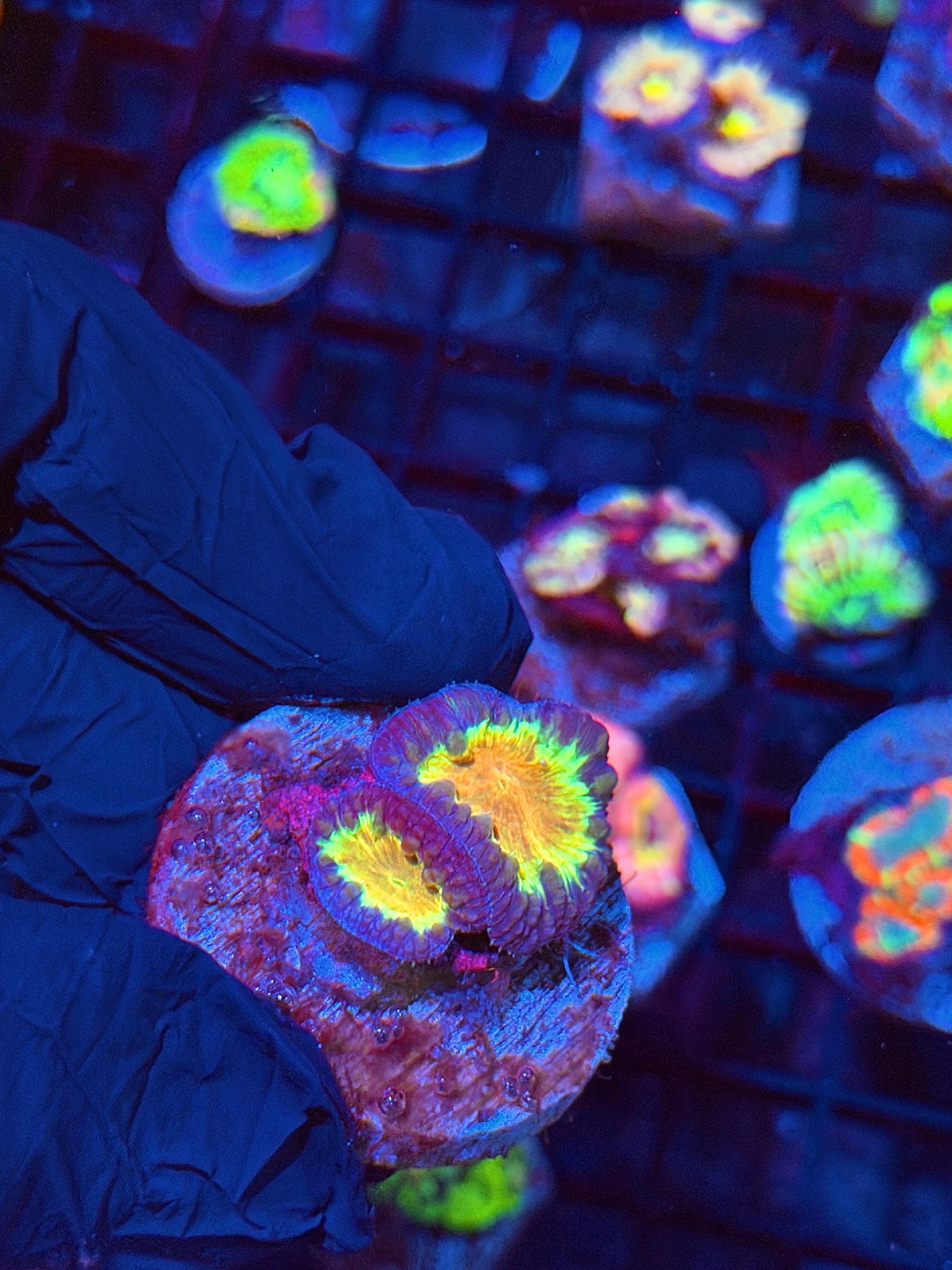 JEA Solar Explosion Blastomussa Coral 2 Heads